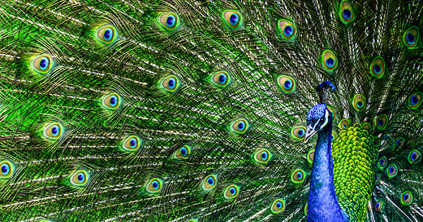 inception-app-prod/ODE5Y2M1MDEtMzUyOC00Yjg4LThhNjktZWU2NTUwOGEyY2M4%2Fmedia%2F2015%2F01%2FPeacock.jpg