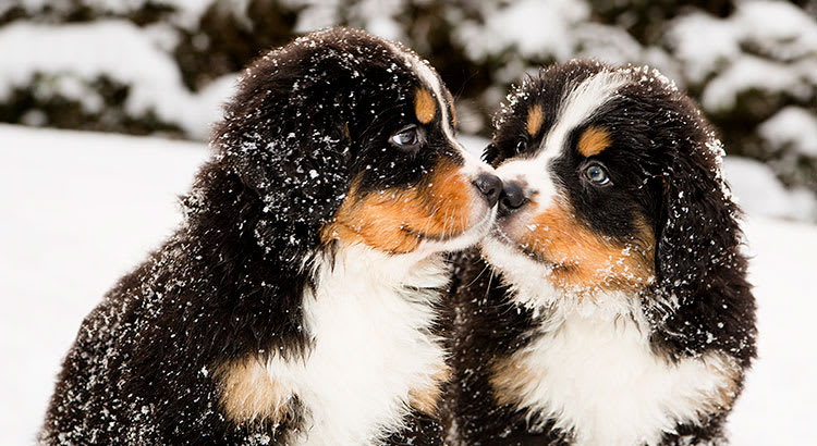 Winter Is Coming… 5 Reasons to Sell Now! inception-app-prod/ODM5OTI3OWItZjdiNy00MzNlLWIxYmUtZmE1OGE3NzE3NjZl/content/2016/11/20161121-Share-STM.jpg