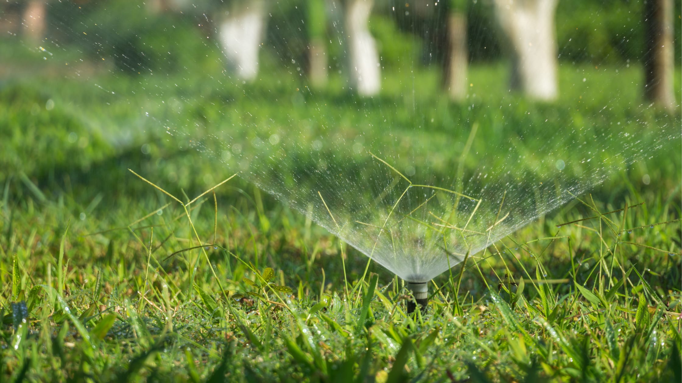Keep Your Lawn Healthy: Summer Irrigation Tips for Georgia Homeowners inception-app-prod/ODMzN2QxMTktNjU1ZS00YmI4LWI3ZjUtN2RjNmIwNzViZGRj/content/2026/08/047c3c4b4d970b596140dbe5adb620978793a2b2.png