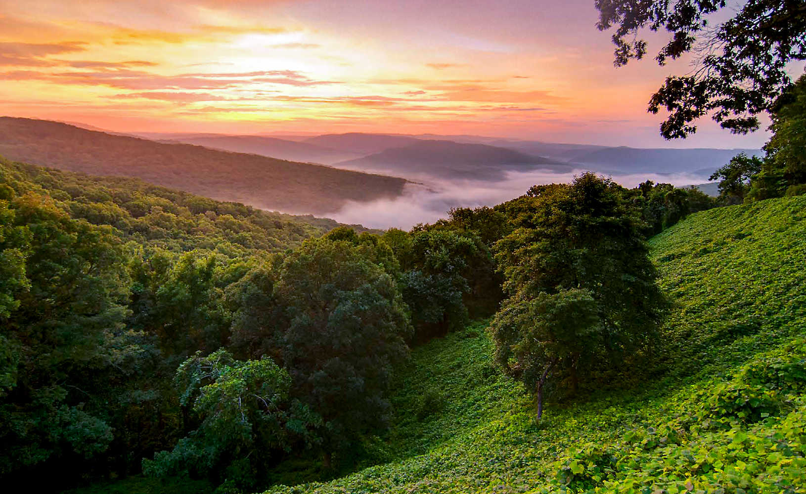 Wild and Free inception-app-prod/ODg0NTc4NzktZTg0Ni00NjU2LTk3NjAtYWYwY2Y2ZTMyZGYw/content/2021/05/missouri-ozark-mountains-hillside-sunrise.jpeg
