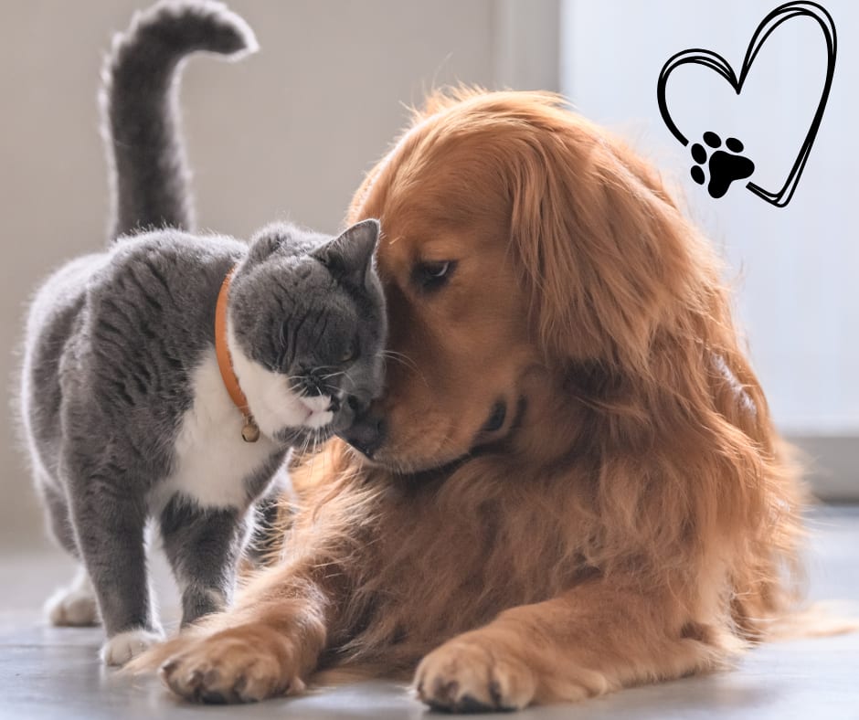 Selling a Home With Pets? Here’s What You Need to Know inception-app-prod/OGFmOWNiOGUtMzcxMi00ODZmLTlhYmQtZmE5OTBmNDRjOGE3/content/2025/05/84f567f83da9de500cc04fbc103eeb818f713d00.png