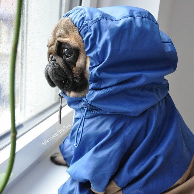 inception-app-prod/OTM1OWRmNGItYmUxZS00MzYzLTgwOWYtZDYwNDY5ZmIyZTgz/content/2019/03/Pug House Hunting-3.jpg