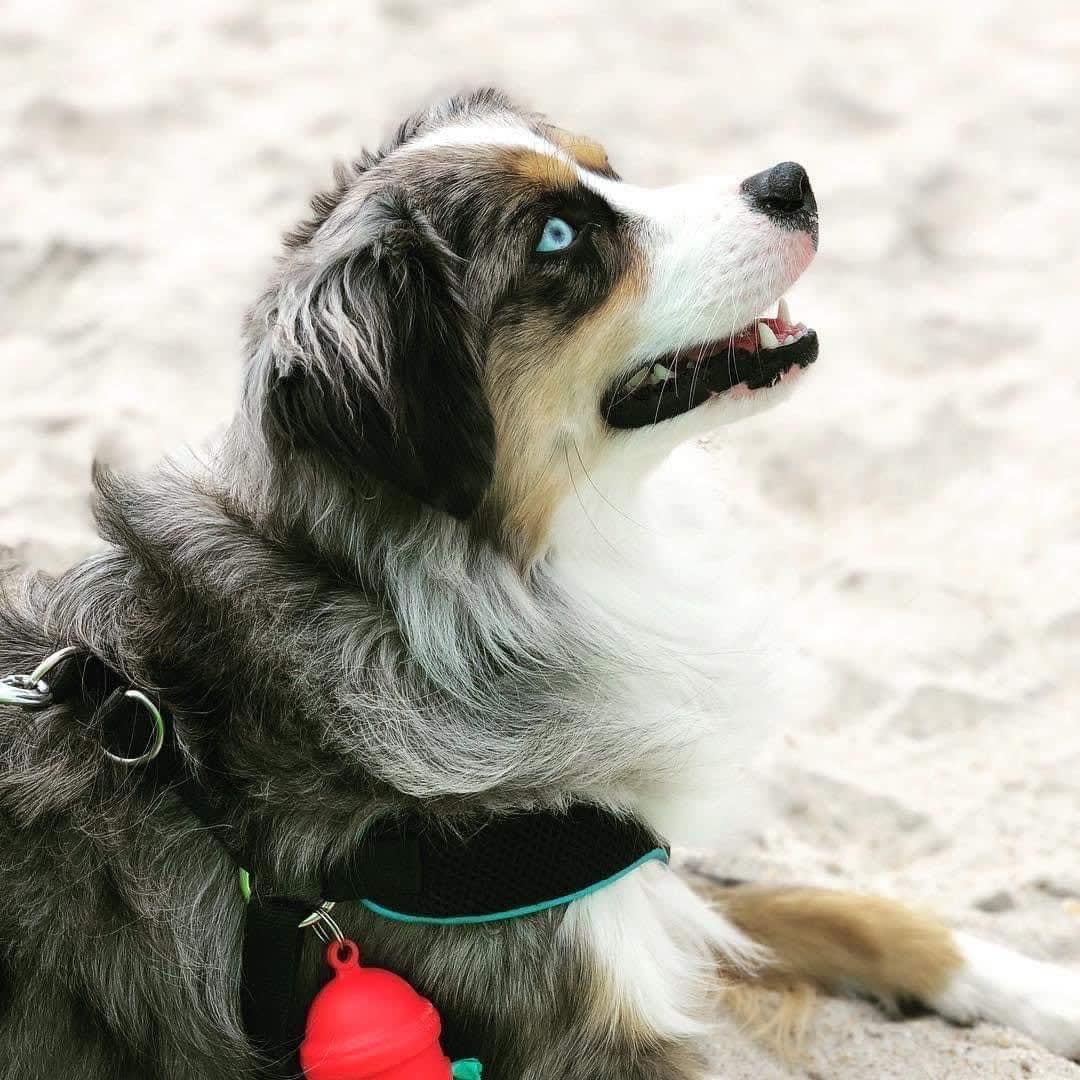 America's Favorite Pet! inception-app-prod/OTMwNWQ5NTktMGUzYi00Y2MyLTkyYWEtNTk2ZjZiOTQwOGE0/content/2024/02/dada878cd93d406507312f70af85990535f58220.jpeg