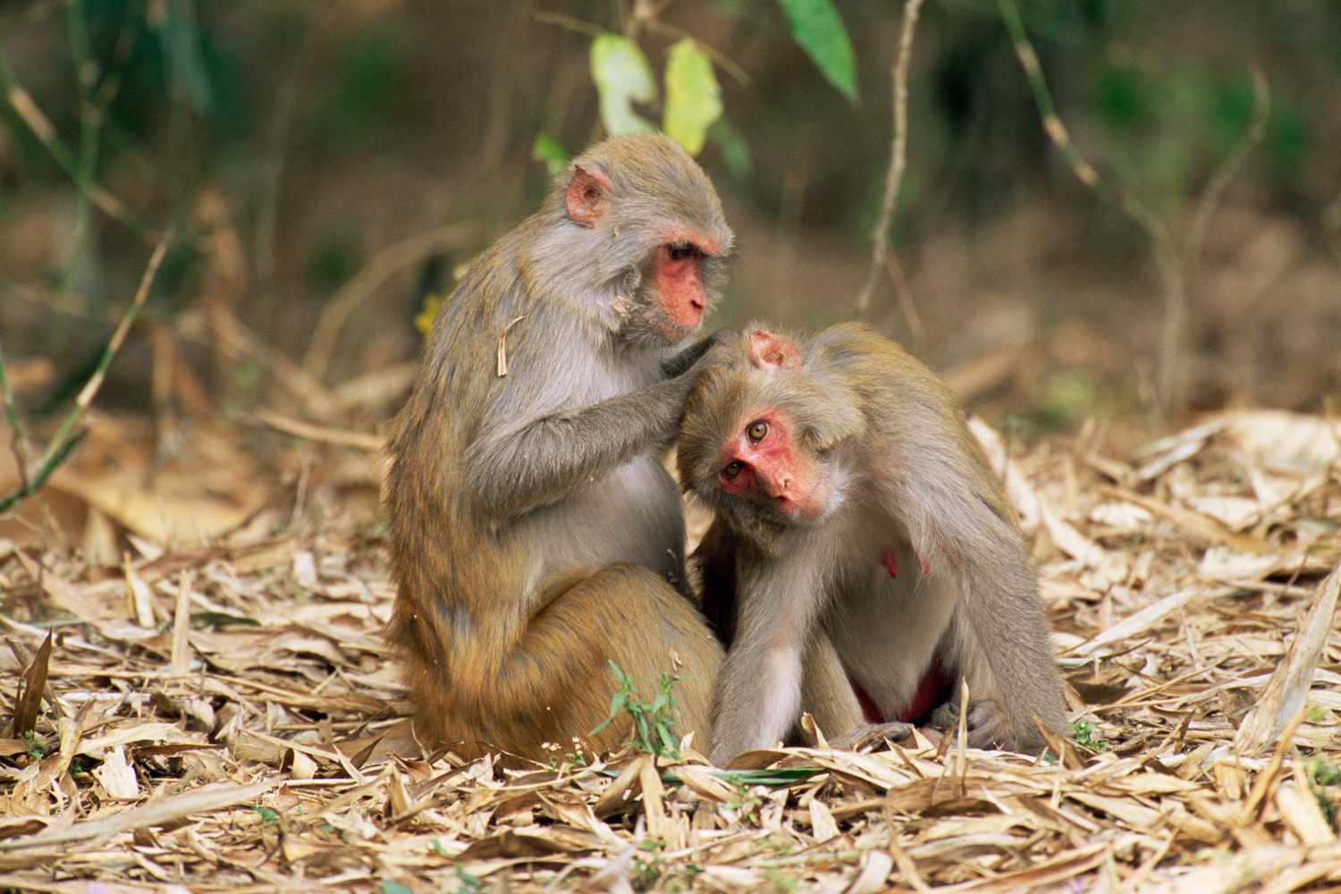 Discovering Morgan Island: The Secret 'Monkey Island' Near Hilton Head inception-app-prod/OTUyMjg2NTYtMGNmZC00NmE2LWIxYzAtMzBkMDk3ZjRjZmVi/content/2024/08/e454ffdcea2f989b4d490ac5a5591de819b5f193.jpg