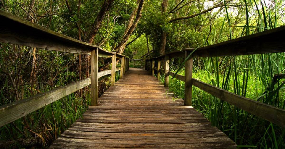 Beyond the Beach: The Best Hiking Trails on Hilton Head Island inception-app-prod/OTUyMjg2NTYtMGNmZC00NmE2LWIxYzAtMzBkMDk3ZjRjZmVi/content/2024/08/f7a190cd06da65838e04b507ddab29dfed2ae60d.jpg