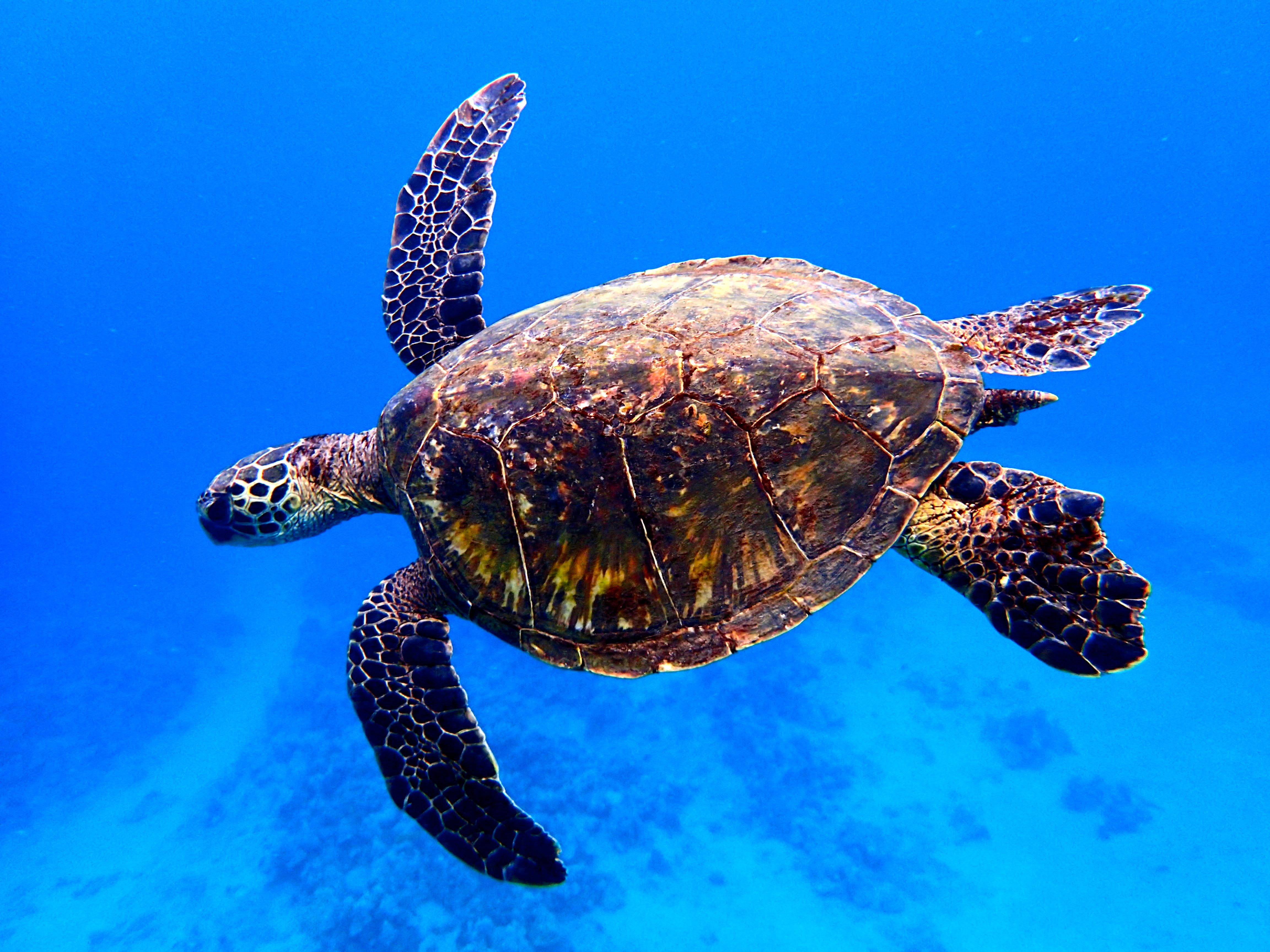 Sea Turtles on Hilton Head Island: A Conservation Success Story inception-app-prod/OTUyMjg2NTYtMGNmZC00NmE2LWIxYzAtMzBkMDk3ZjRjZmVi/content/2024/09/768cd0f9e437ae96306e64c04606c21b85fb36ce.jpg