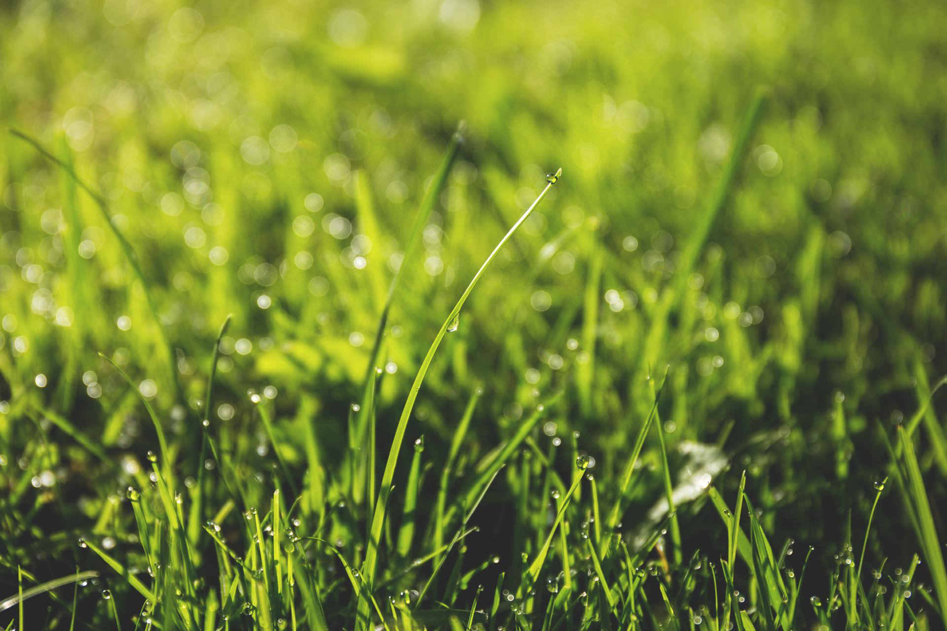 inception-app-prod/OTUyNjFjZGEtOTkyYy00YjBjLWFkOGItYzliM2Y0MjE3MDZl/content/2017/09/Taking Care of Your Lawn Without Wasting Resources.jpeg