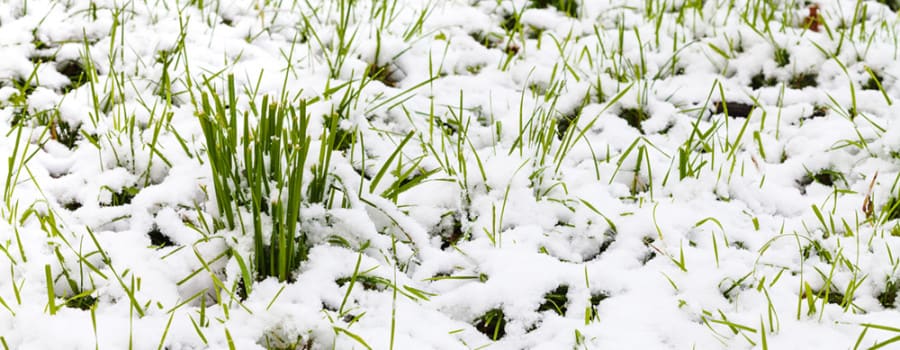 inception-app-prod/Y2I2NWMzYWEtYmM5Zi00NjhkLWExNzYtZTNlNzg1MDBkNjc4/content/2016/02/Winter Lawn.jpg