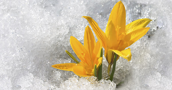 No Matter What The Groundhogs Say inception-app-prod/Y2I5ZWY1OTktNGY4My00NzQ5LThiMWMtYTU4MTE3NDI3MDAz%2Fmedia%2F2015%2F02%2FNo-Matter-What-Sell-Before-Spring.jpg