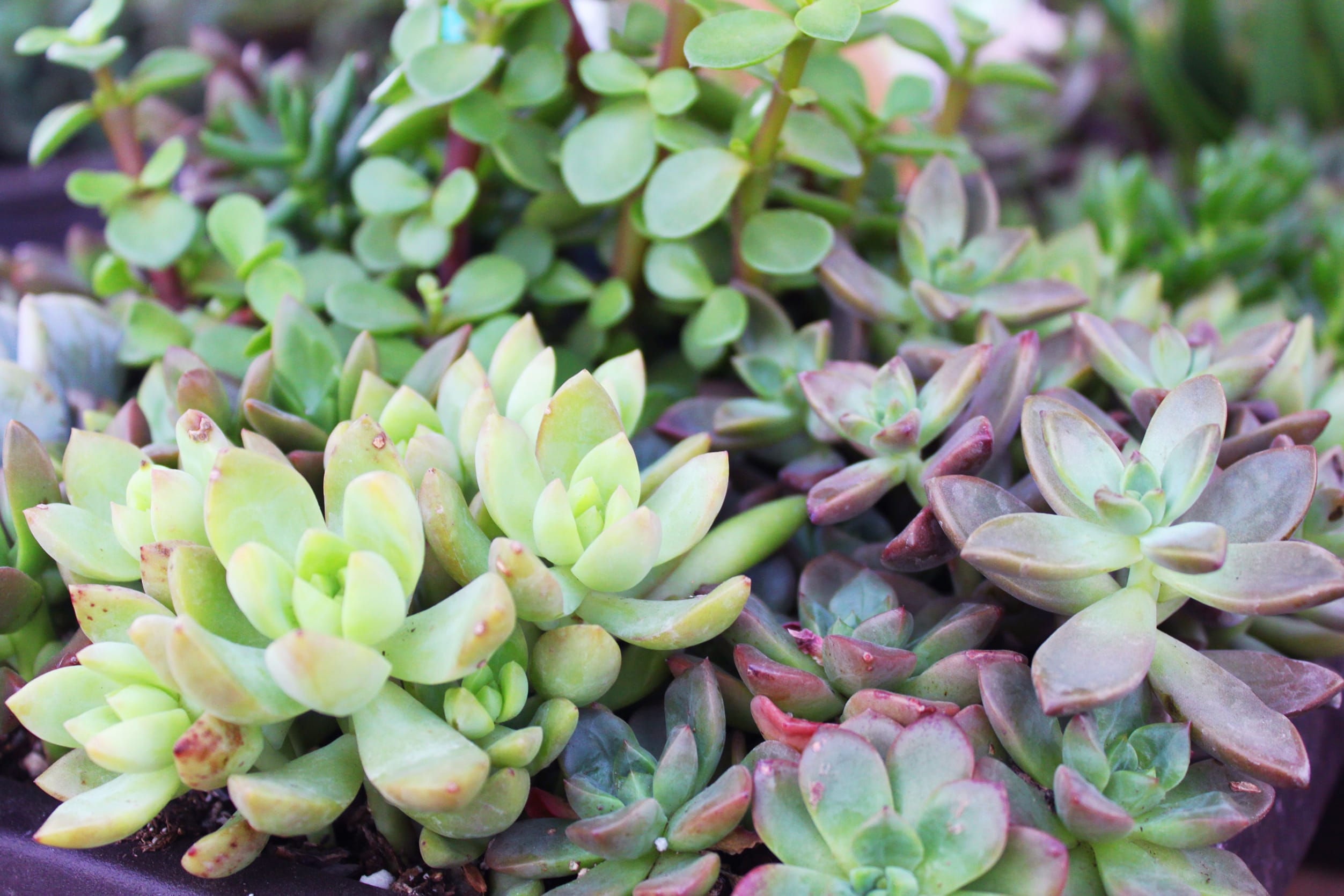 Hottest Decor trend of 2021 - PLANTS inception-app-prod/Y2NkMjgxYzQtMWMwNy00N2NjLWI2YWYtZTZiMzk5MzY3YWRk/content/2021/02/shutterstock232665262.jpg