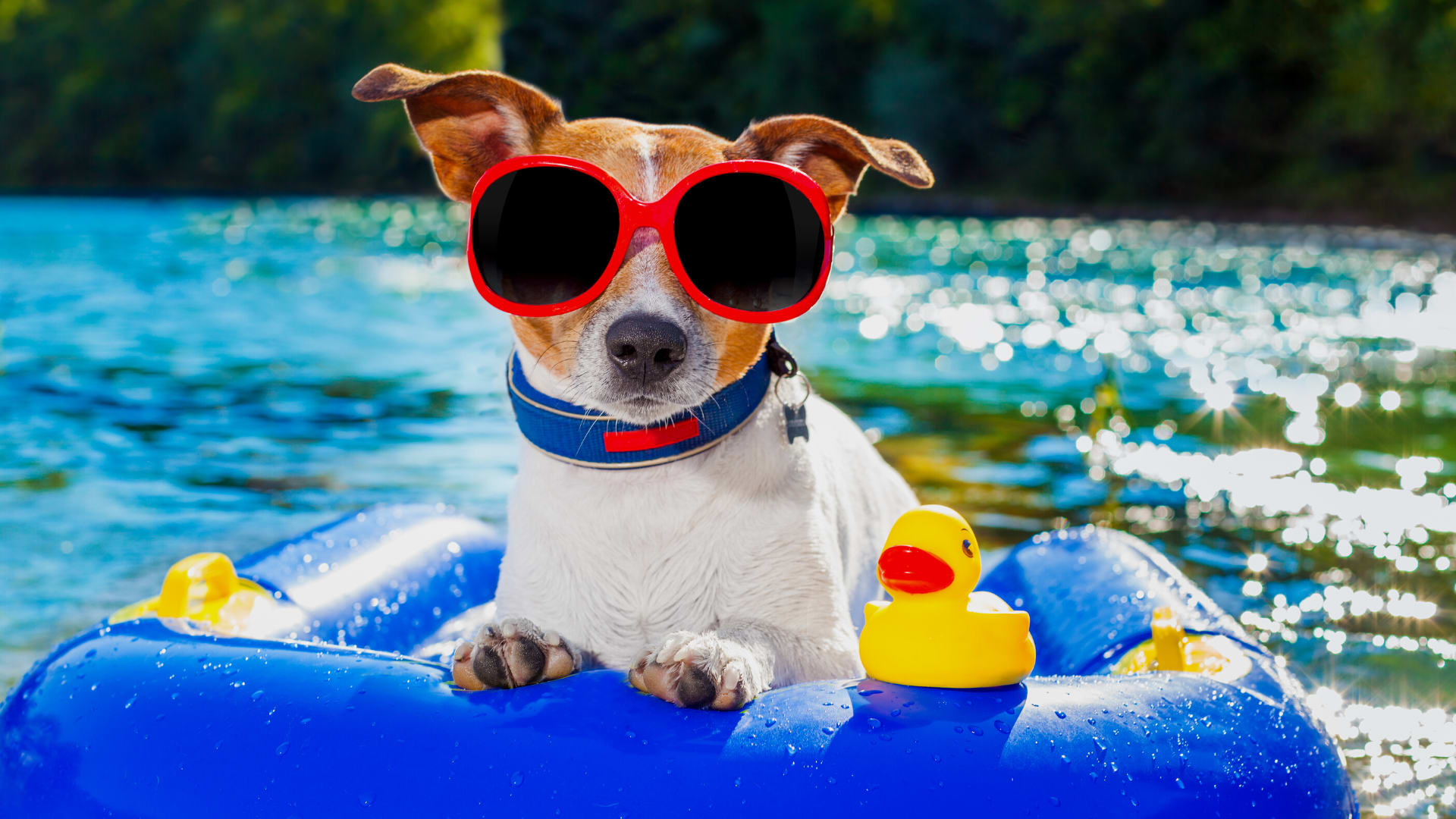 5 FUN SUMMER ACTIVITIES FOR YOUR DOGS! inception-app-prod/Y2NkMjgxYzQtMWMwNy00N2NjLWI2YWYtZTZiMzk5MzY3YWRk/content/2023/03/8d90d40eb6e2d918372dfe50ddd690a36b35b67a.png