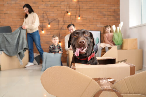 Make Moving With Pets Stress-Free inception-app-prod/YTMzNWZkMDktZDY4MC00Zjg3LTllYWItZGJiMGIzN2U2YzNh/content/2021/04/shutterstock_1315993148.jpg