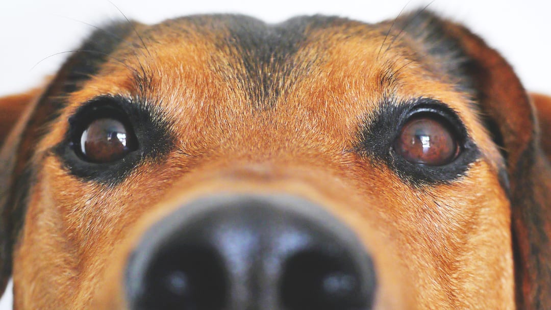 Pet Owners Moving to Mass inception-app-prod/YTUzNjAxNjktODNkMS00MThiLWFlYzEtMGI2YThmYjdiZmVl/content/2023/06/d016b7f42b111353433c19860783de5c27e8412f.png