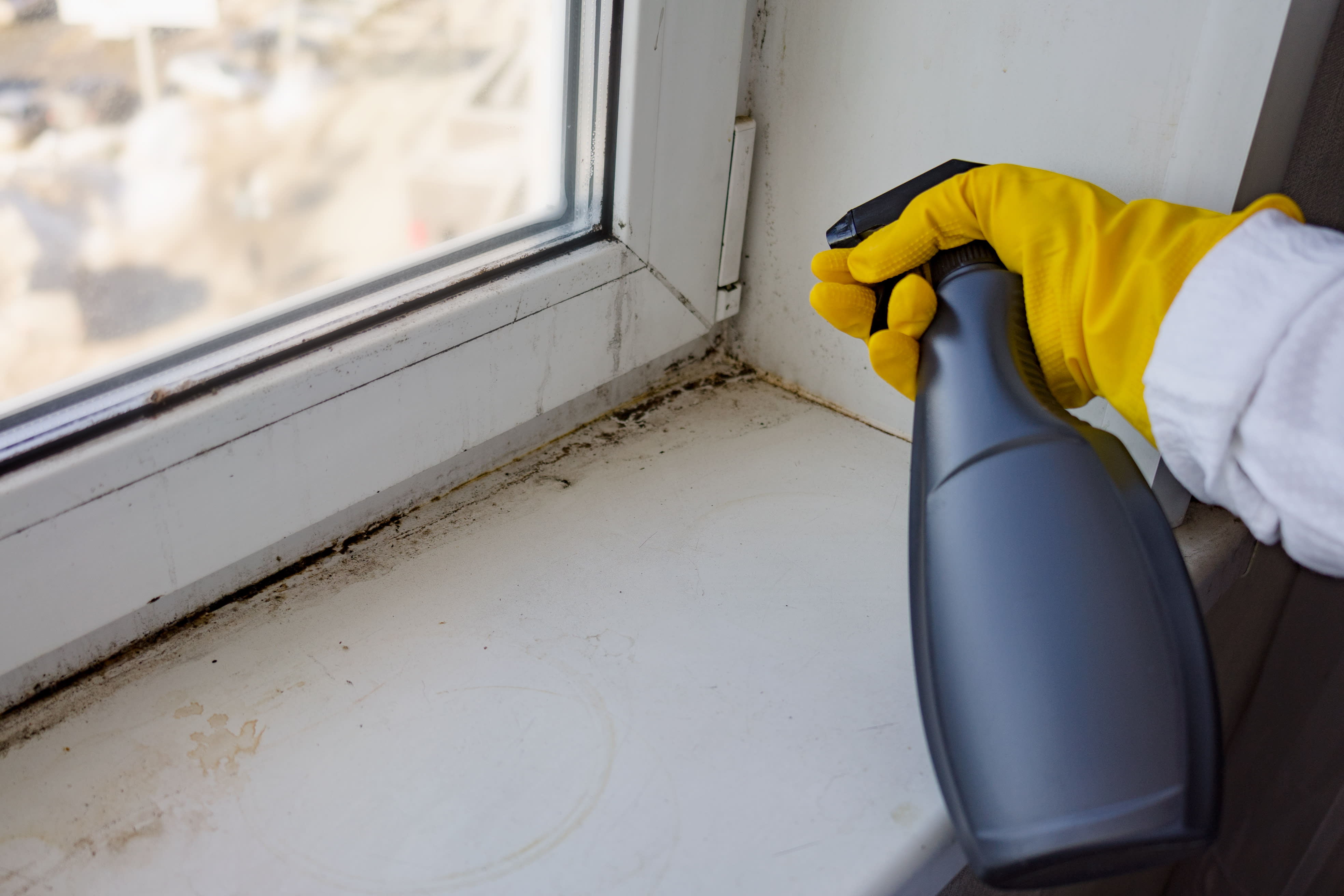 Mold and Odor Remediation Services inception-app-prod/YWNhOGE5N2MtMDJiYy00NWI5LWJmZmYtMTAzNTczM2E0MWFj/content/2023/10/b3a7667ecd29ec7167ec1349c9c99d6ef9b4c5cb.jpg