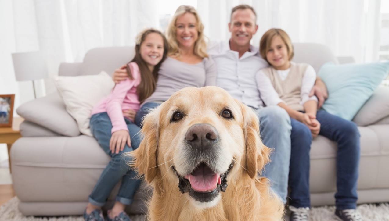 Keep Your Pets & Your Home Safe with These Tips inception-app-prod/YjA1MmZmY2EtZjZkNS00Y2JmLWI0NDEtYWE0ZTgwOTVhOTY2/content/2018/01/Picture1.jpg