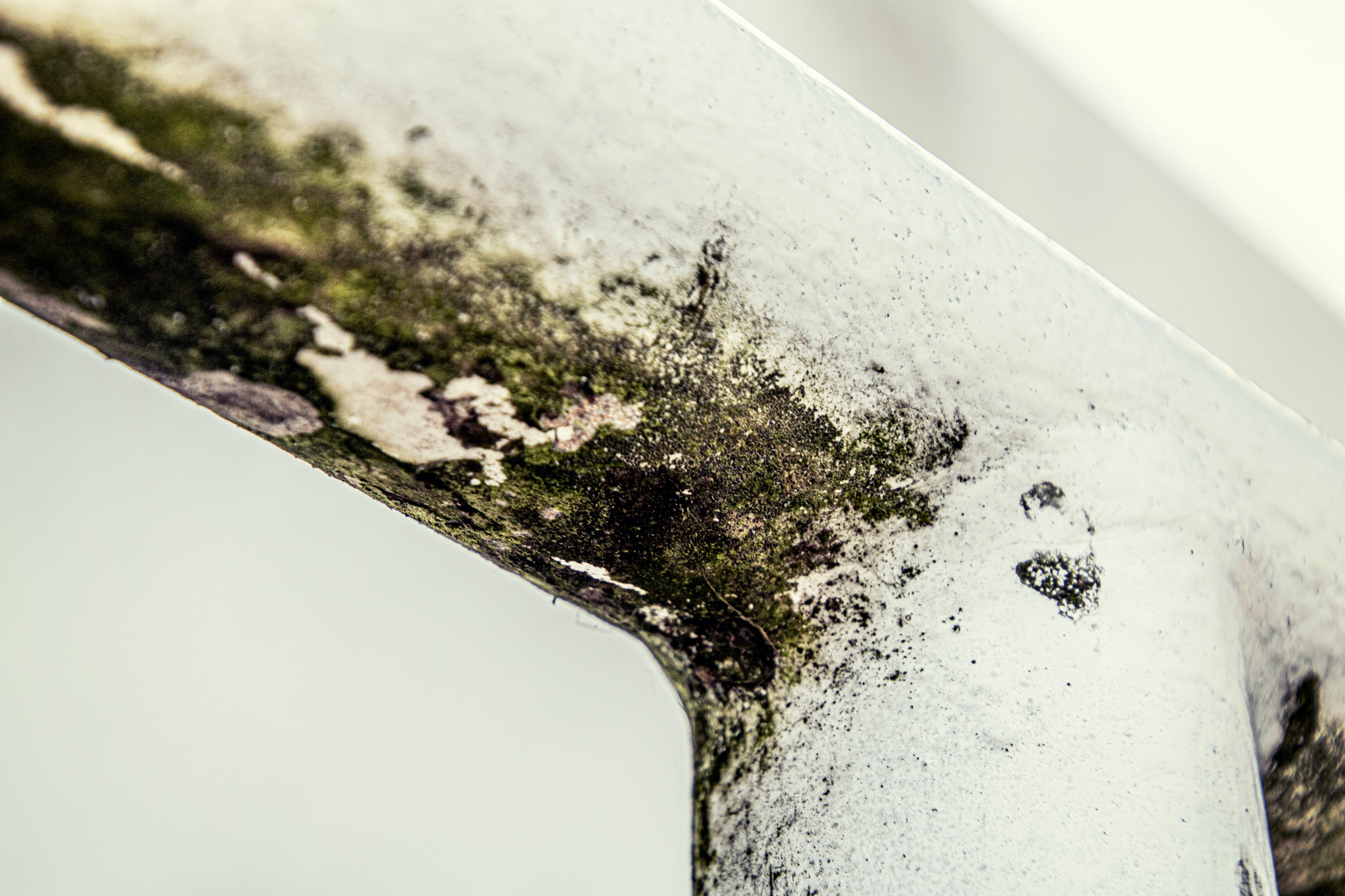 That Musty Smell Could Cost You: What San Diego Homeowners Need to Know About Mold inception-app-prod/YjA2NDBiZTAtZGM4NC00MzY0LWE3YzAtZjg0ZDY2Y2NlZmZm/content/2026/08/7a3e6b8ce1a58c1c55d5e7724bfa7133e2518495.jpg