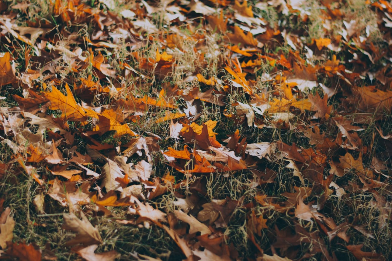 Is Fall the Right Time to Sell Your Home? inception-app-prod/YmIxYjdmNjgtOWRkNC00OGU4LTljMmQtMjRmYjg1NTVkYWQ2/content/2019/09/leaves.png
