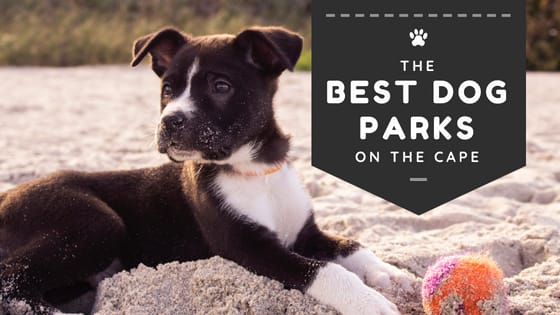 inception-app-prod/YzAyNzkwNmQtNzkwZC00Y2UwLWFiZjYtZTc4OGU1YjRlMDll/content/2018/08/Best Dog Parks %282%29-2.png