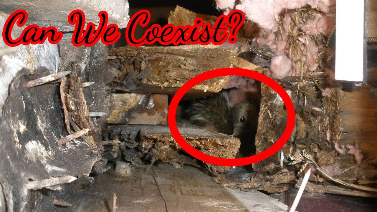 Wildlife Coexistence - Reasons why your home will BENEFIT inception-app-prod/YzM2ODQzYTMtMGY5MC00YzdjLWEyYjAtYjdjZjQwZDUxNGM4/content/2024/01/973e3f423057f027a9e375551f8d6205ca789627.jpg