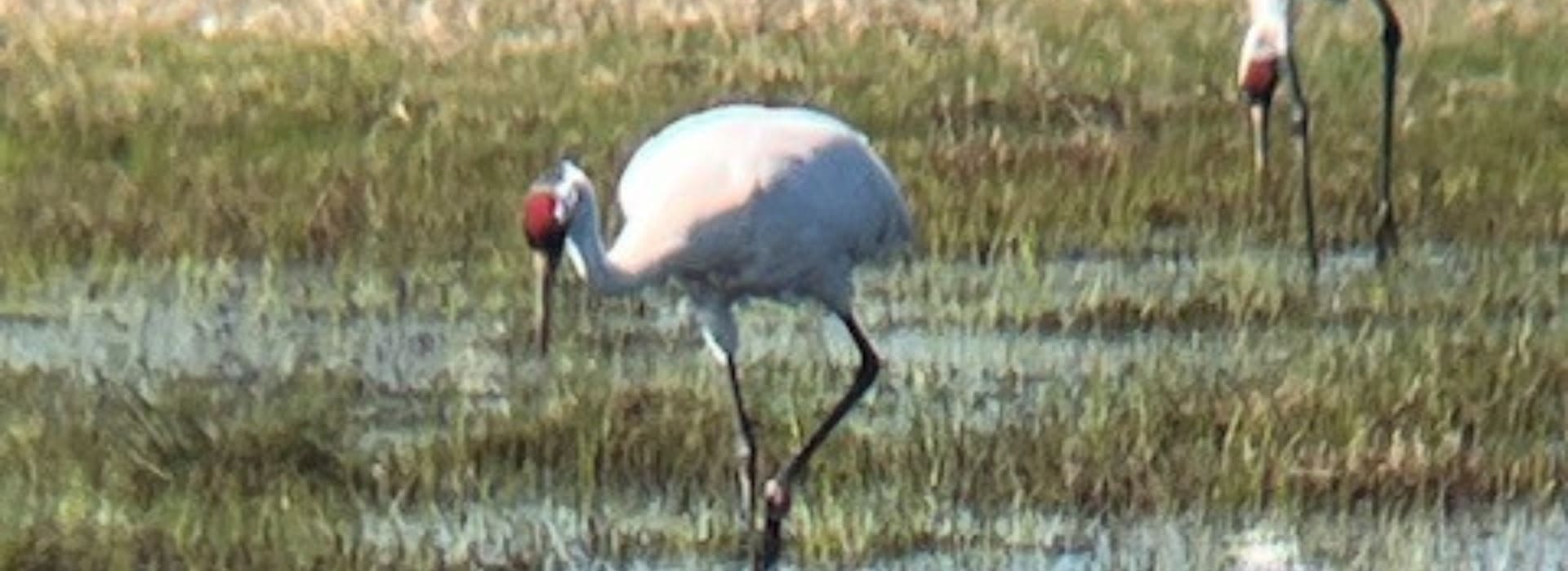 In Search of the Endangered Whooping Cranes: Port Aransas & Rockport, Texas inception-app-prod/ZDBiNGVlOTYtZmRmZS00OTZkLWFjOGYtMDJlZjY2NWI2OTk0/content/2024/02/0ce5f11314aceb99a6f426ace6942ec4a72f273a.png
