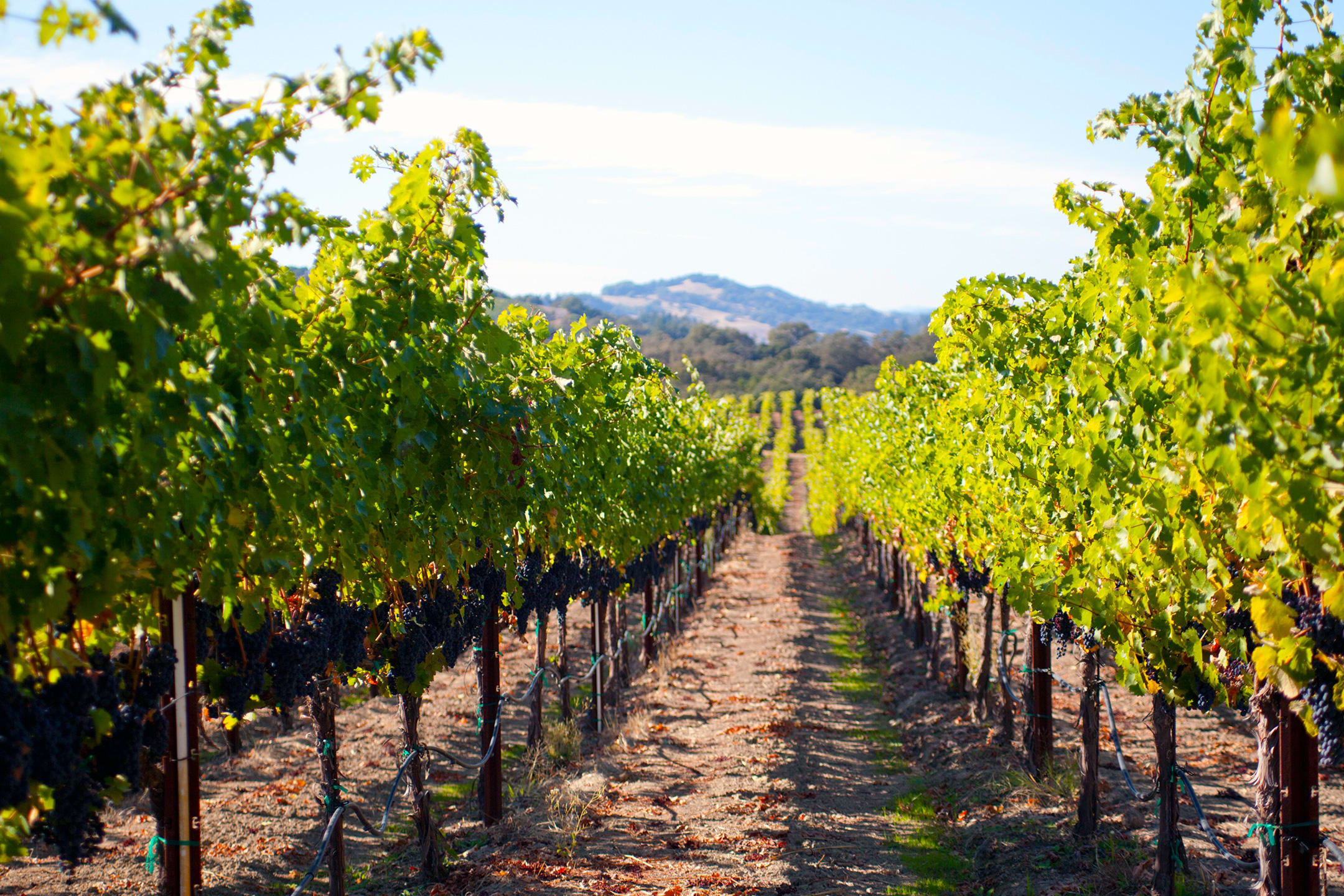 Buying a vineyard sales