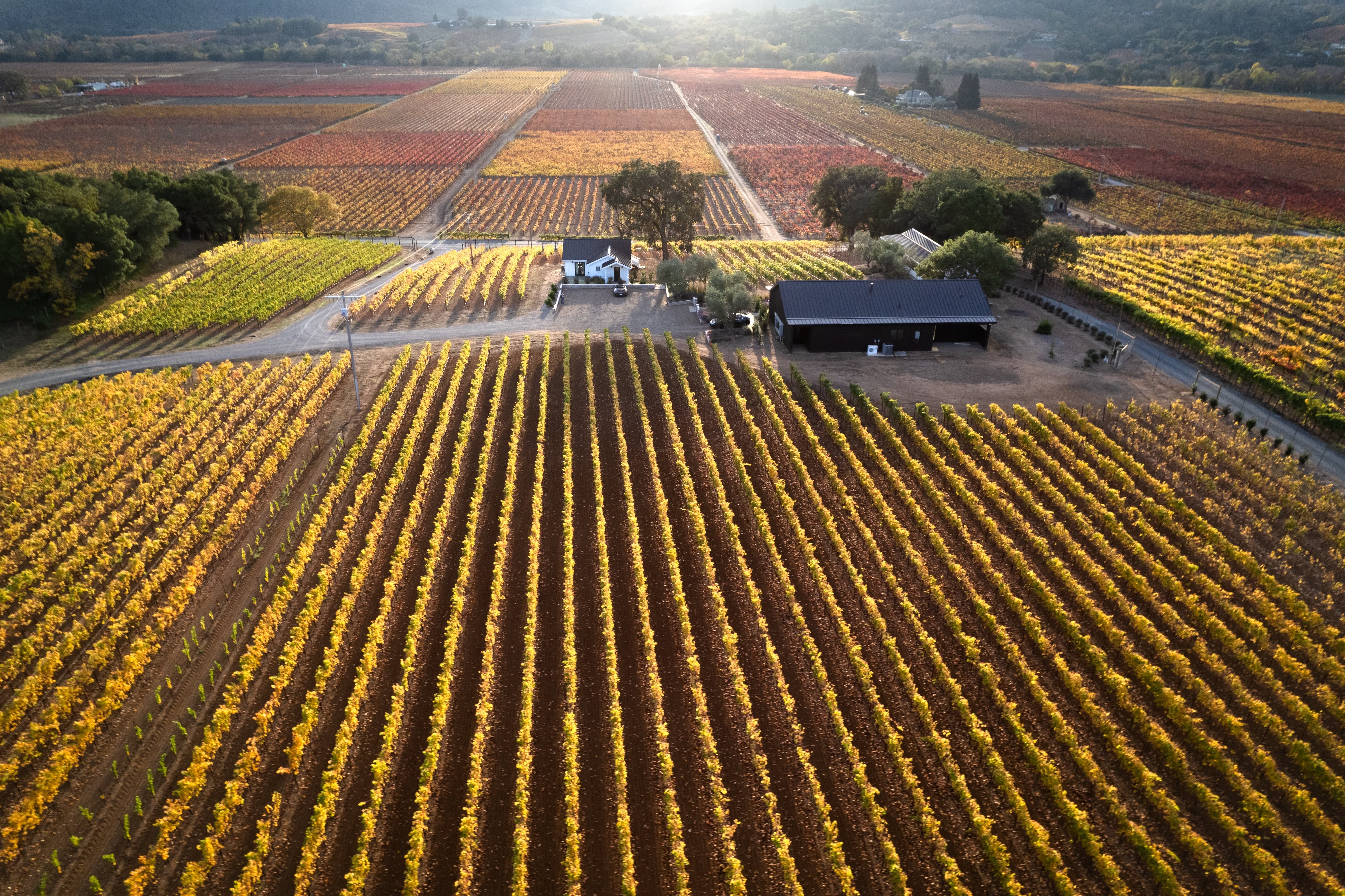 Buying top a vineyard