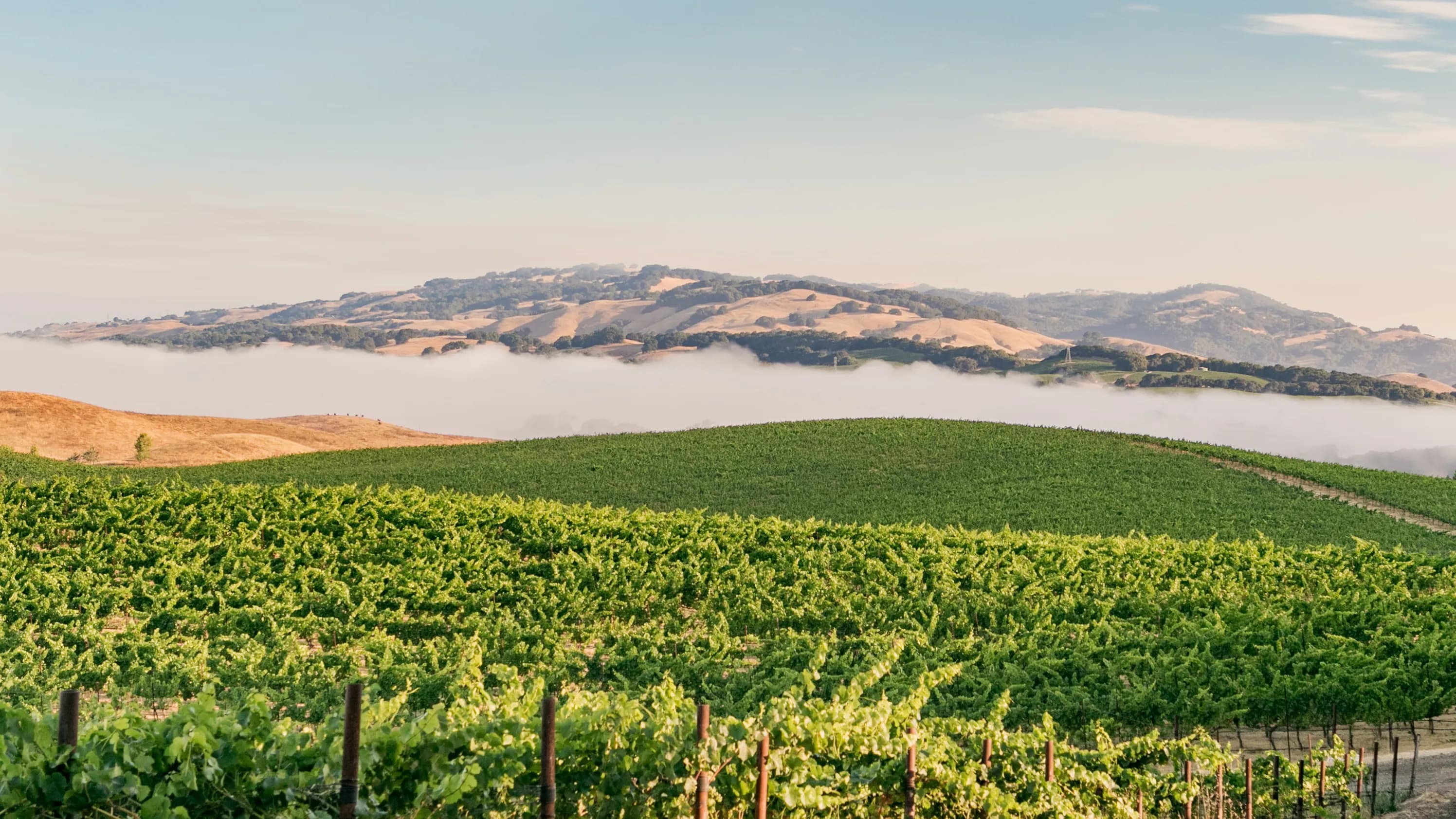 Best Places to Live in Sonoma County: A Local's Tier List inception-app-prod/ZDFmOWMzYTktNzU4Zi00YTIzLTk3MjYtYThkN2JkMGVlYzA3/content/2026/09/1950d164d0481f89731ec96460445da91c5fee60.webp