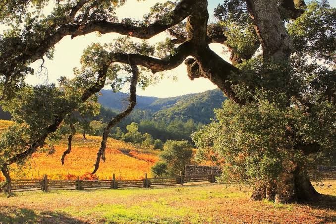 Sonoma County Housing Market: Buyers Shrug Off 7% Rates inception-app-prod/ZDFmOWMzYTktNzU4Zi00YTIzLTk3MjYtYThkN2JkMGVlYzA3/content/2026/10/d73c0805b75084901d92930d0058224dfb4e16f7.jpg