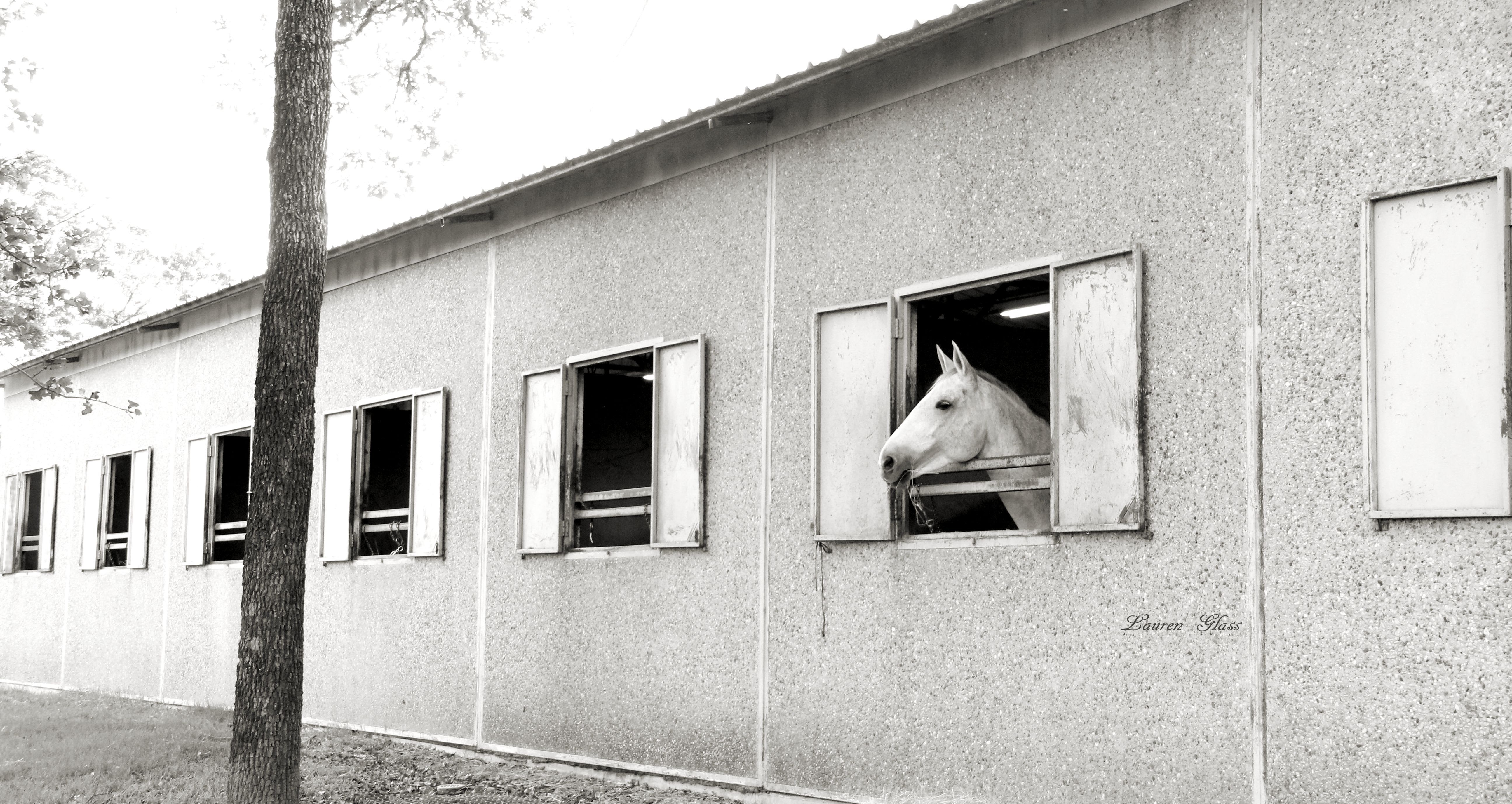 Greenwood Farm, Inc. inception-app-prod/ZDI1YjFmYzUtNmM5Ny00YWY3LWFkMjItZGMzZWQzMDIzZDVi/content/2016/04/barn side signed.jpg