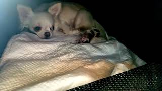 inception-app-prod/ZDI3ZDE3MjktNDM4Zi00YWViLTljMDMtNjlkYmUwZDRmZDE2/content/2020/01/puppies.jpg