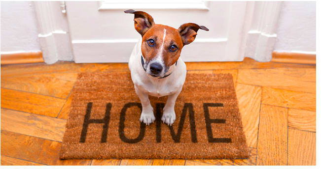 Thinking about Including Your Dog in Your Listing Photos? You Might Want to Think Again inception-app-prod/ZDNiZTY0MTQtMDlkOC00NWQ1LWI4Y2EtNmJjY2JmNTJlYTU4/content/2024/07/eb62b65ff6fad2396b5afd198edf6f25fd524d58.png