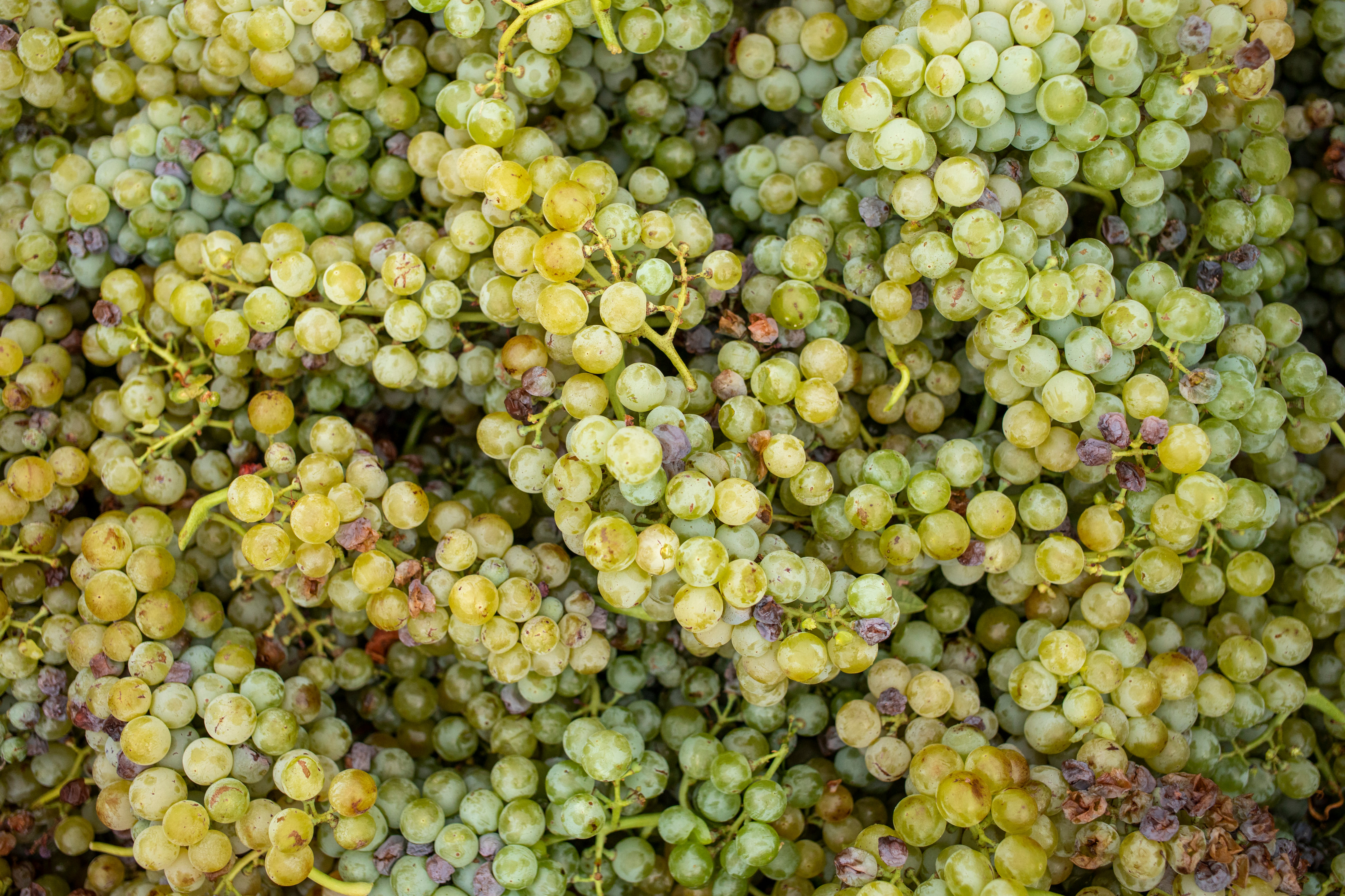 Wine in Arizona inception-app-prod/ZDQ0MTlkOGQtM2MyOS00MGRiLThkMTAtN2NmODVkZTVjM2U2/content/2022/12/2aab03856facc316f56726c4a7c71dd06e0425dd.jpeg