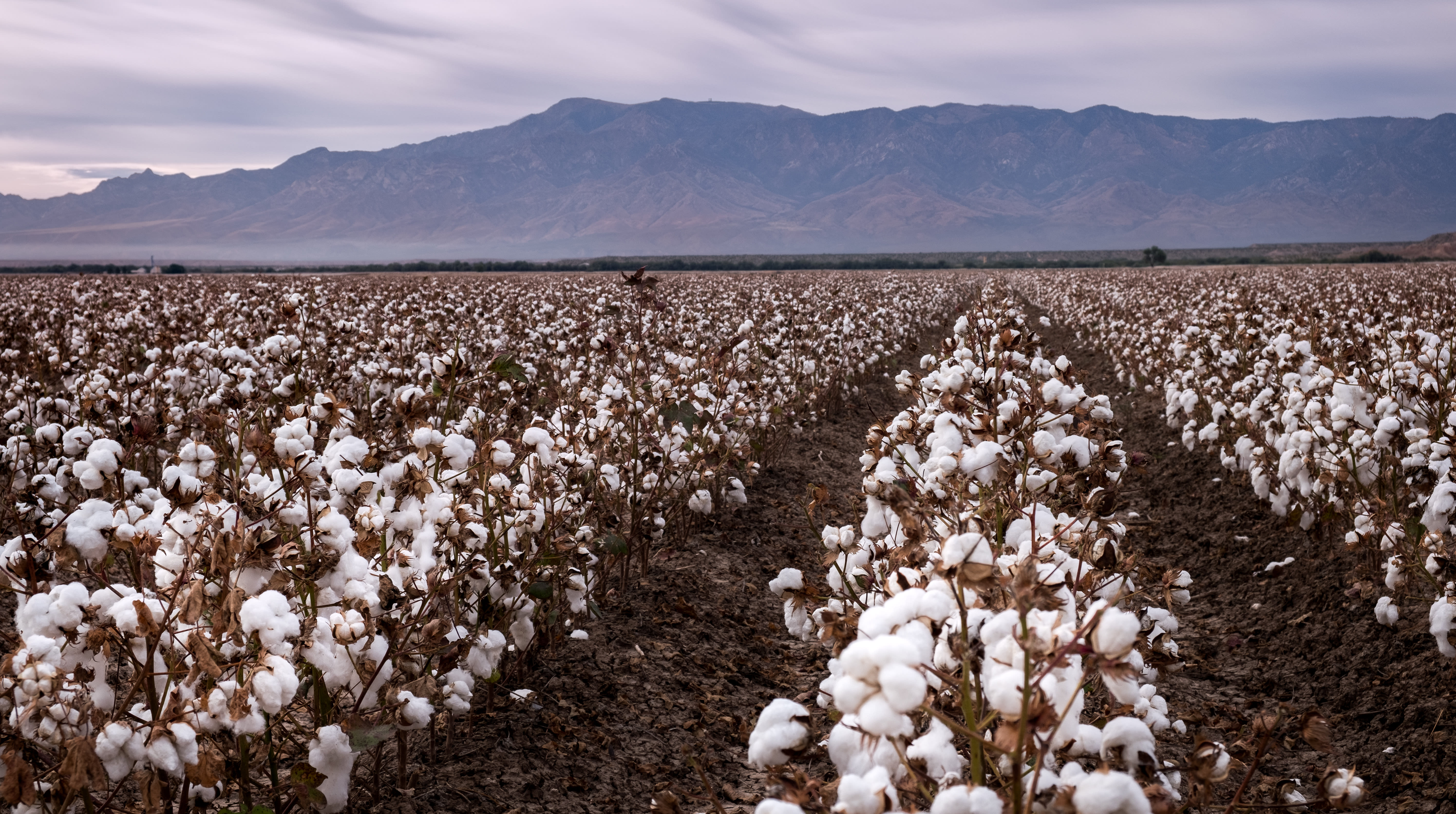 Arizona Cotton inception-app-prod/ZDQ0MTlkOGQtM2MyOS00MGRiLThkMTAtN2NmODVkZTVjM2U2/content/2024/01/407b9e15da02d4764abe8d19737070af4c49a8d5.jpeg