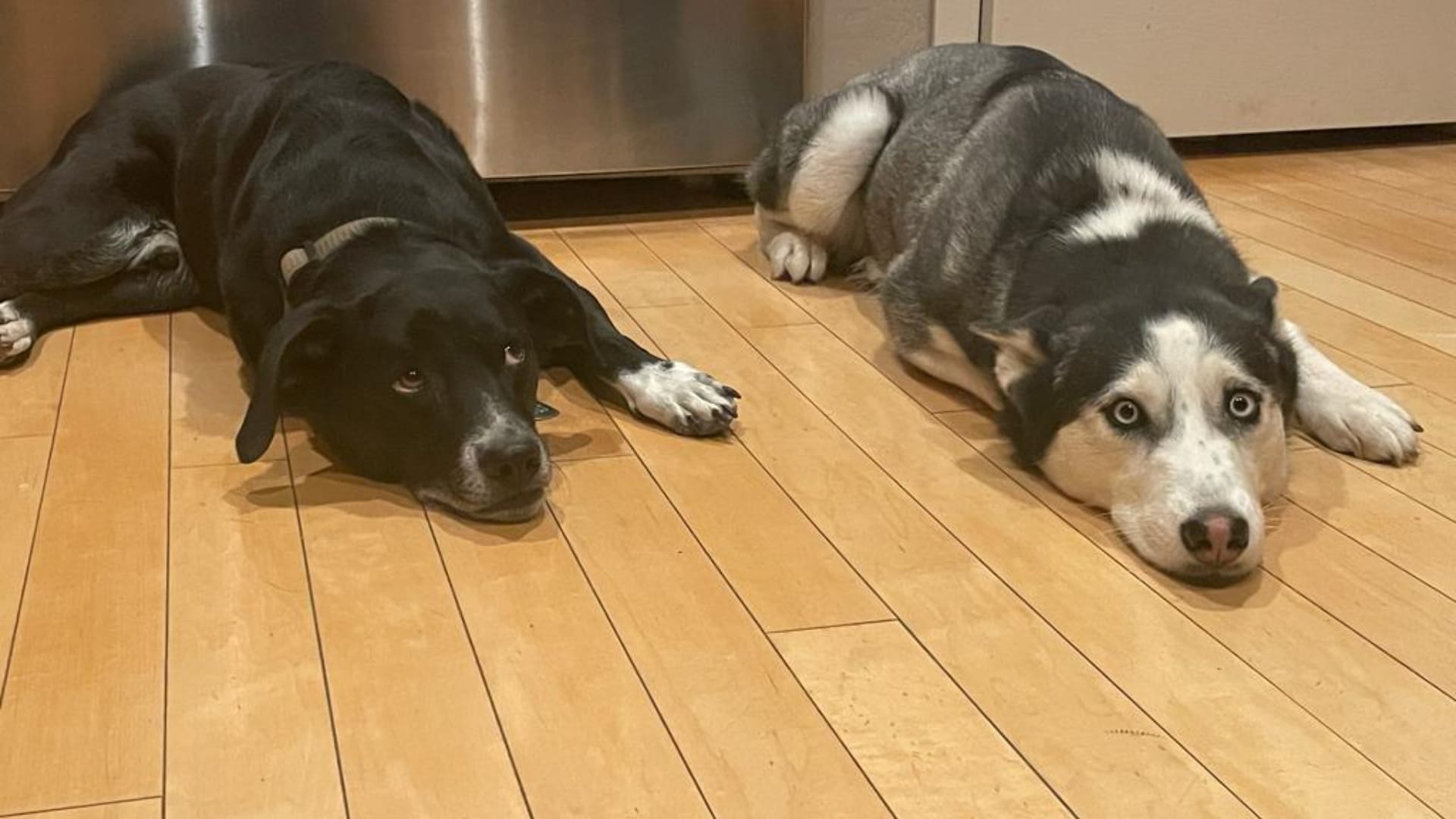 How to Take Care of Your Dog in Arizona inception-app-prod/ZDQ0MTlkOGQtM2MyOS00MGRiLThkMTAtN2NmODVkZTVjM2U2/content/2025/02/83171e38dbc8fb7e763825f75e21ce5a87e1aa6b.png
