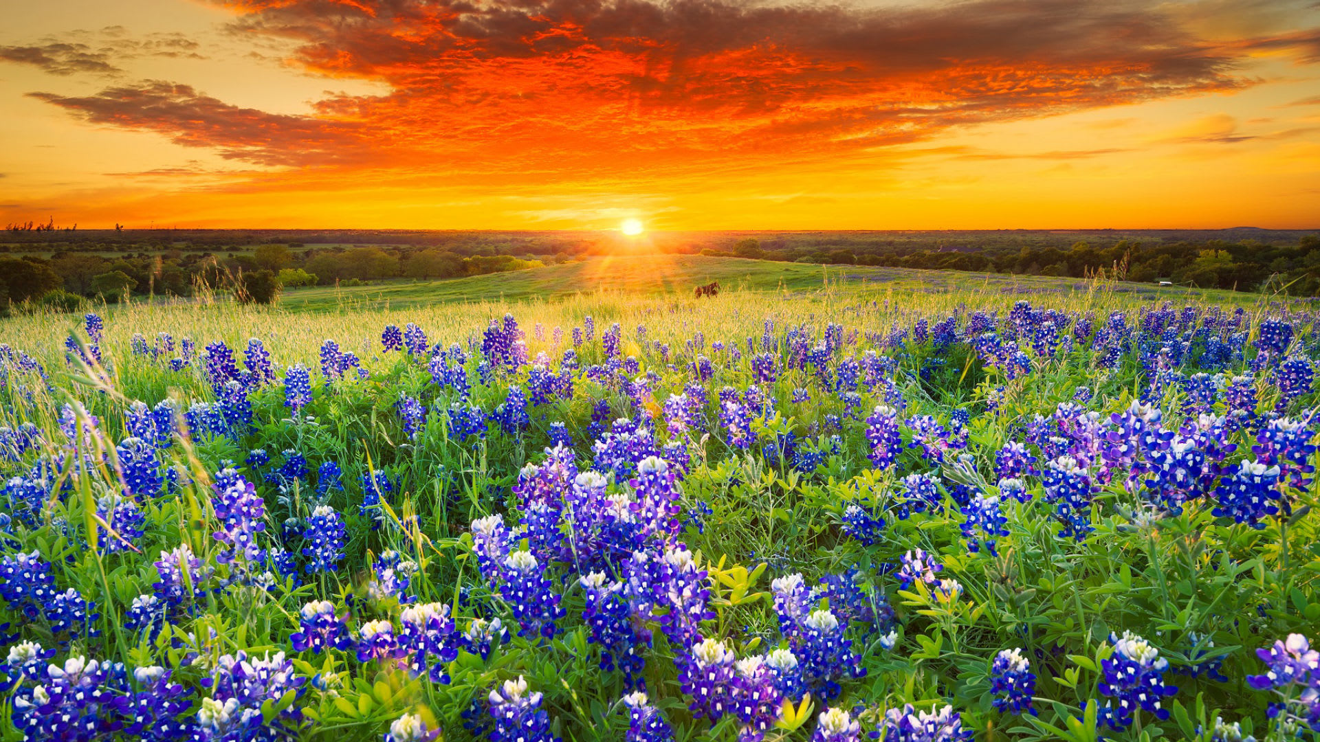 Erath County inception-app-prod/ZGY0ZmE3MGUtYmIwZS00M2FkLTk4OWQtNDlmMjVjZTUyZTdl/content/2025/10/f4683142c4891e1d53a43b8cea02ea42d1f41c39.jpeg