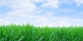 inception-app-prod/ZTgwNmI4ZWEtMDM0Yi00N2VmLWJkNGUtYmI2OWE4YTZmZWNj/media/2015/09/Green Grass.jpg