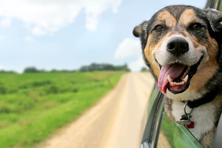 Driving and Traveling Safely With Your Pet inception-app-prod/ZThhOTcyZjgtNWE3ZS00MDgyLWEyM2ItMzJlOTcyYmI3OTBh/content/2017/09/Pet%281%29.jpg