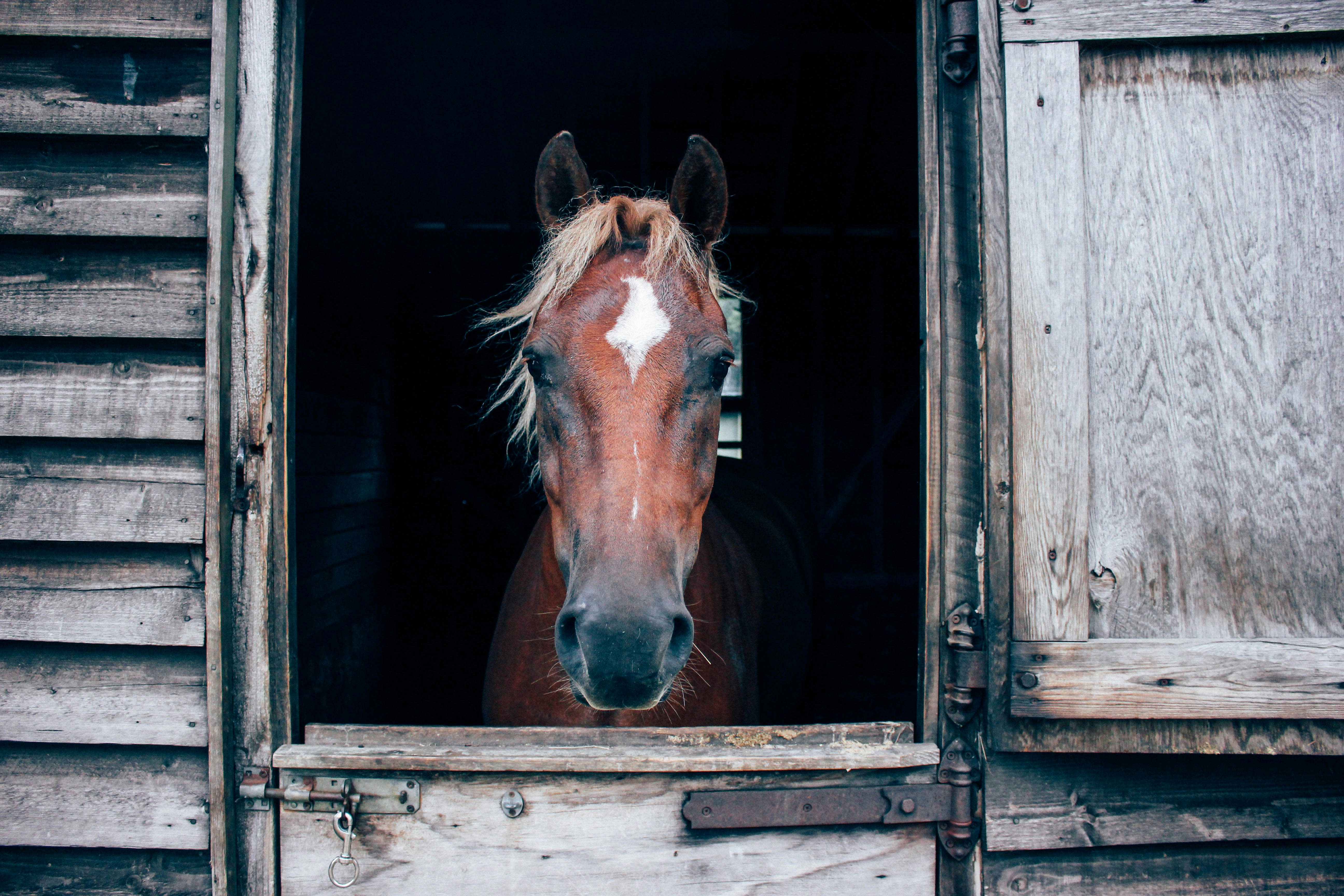 HORSE ZONED inception-app-prod/ZWM4YjA2NWUtNTMyZC00MjkzLTgxNGUtN2FmOTM3NDU3MjFl/content/2024/10/d7bf3364ba7dc34fd193440706020f7e7b9f8c17.jpg