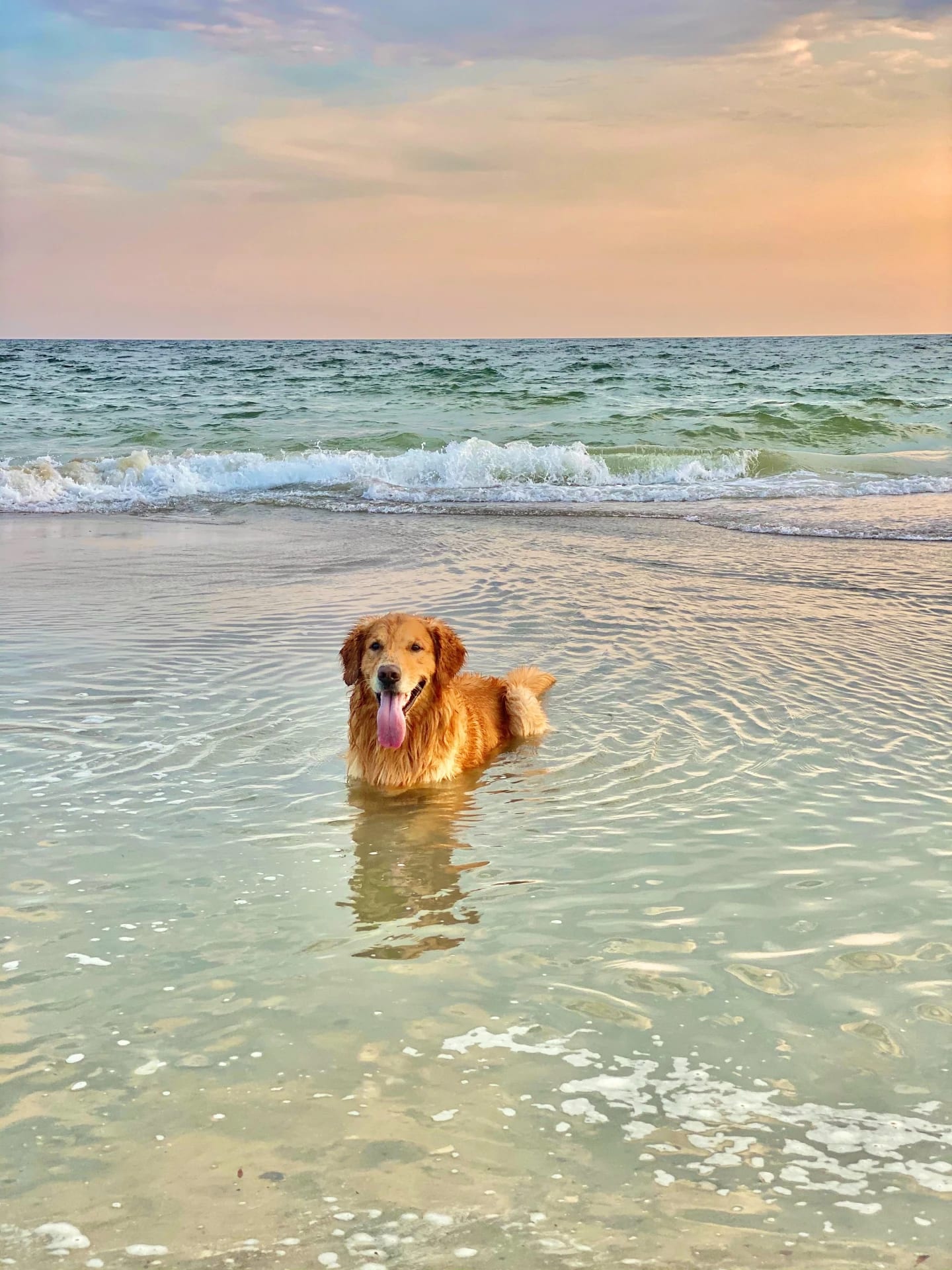 Nautical Dog Names Serving Neighbors Builds Stronger Communities