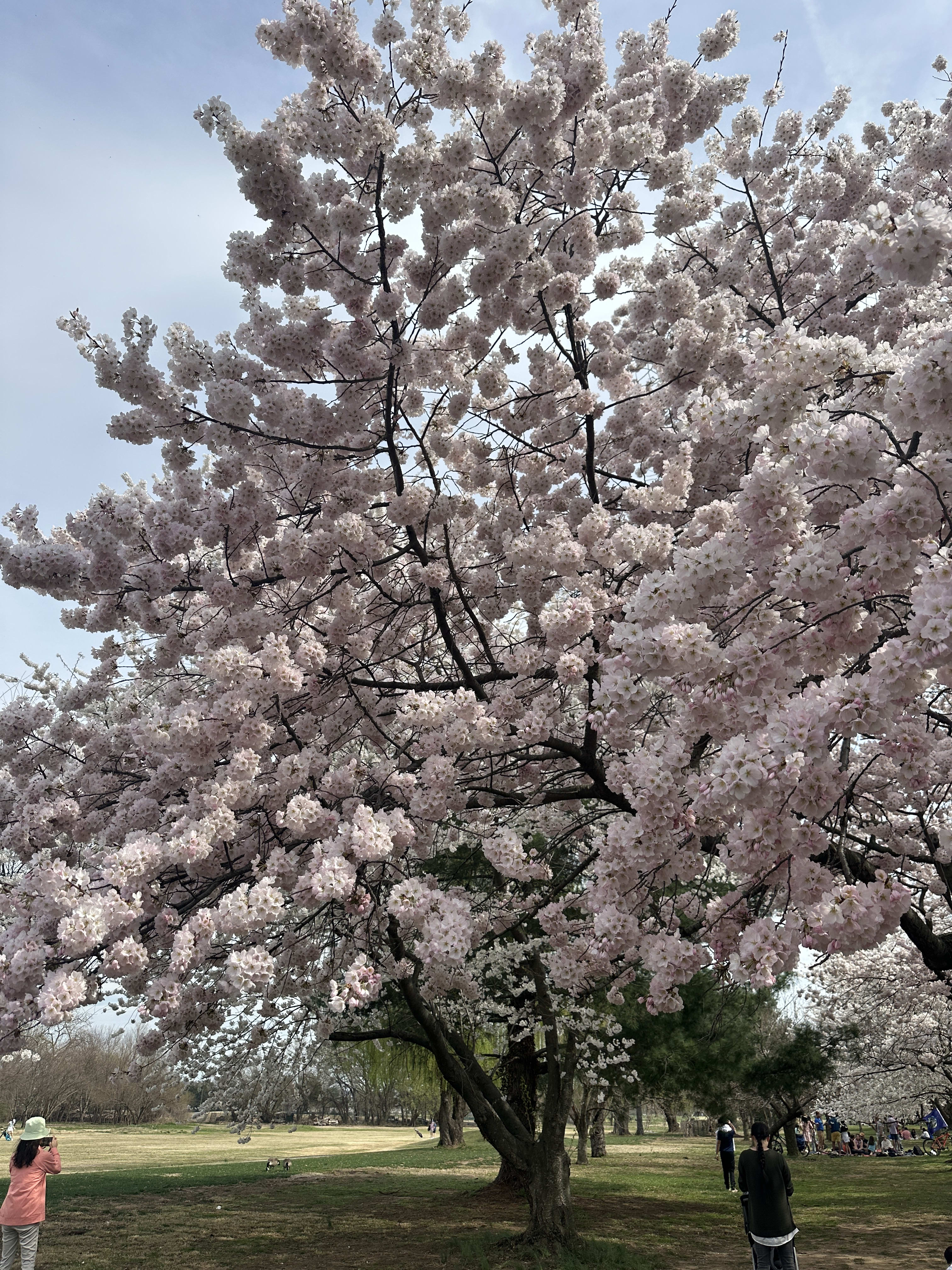 De Culpeper a Washington DC: la inolvidable floración de los cerezos inception-app-prod/ZWUwODk1ZDYtMzdmOS00N2VhLTk0ZmQtNjEwN2ZmZGY2MzEy/content/2025/03/42854fb49bb693bcdba44303cc97ca00c8fba8d4.jpeg