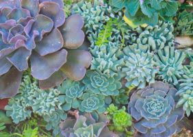 inception-app-prod/ZjMxNjk0ZDktNGQyMy00M2VkLTg2NGQtNWZiYmNmN2E0MWQx/content/2018/05/desert-succulent-plant-array-282x200-2.jpg