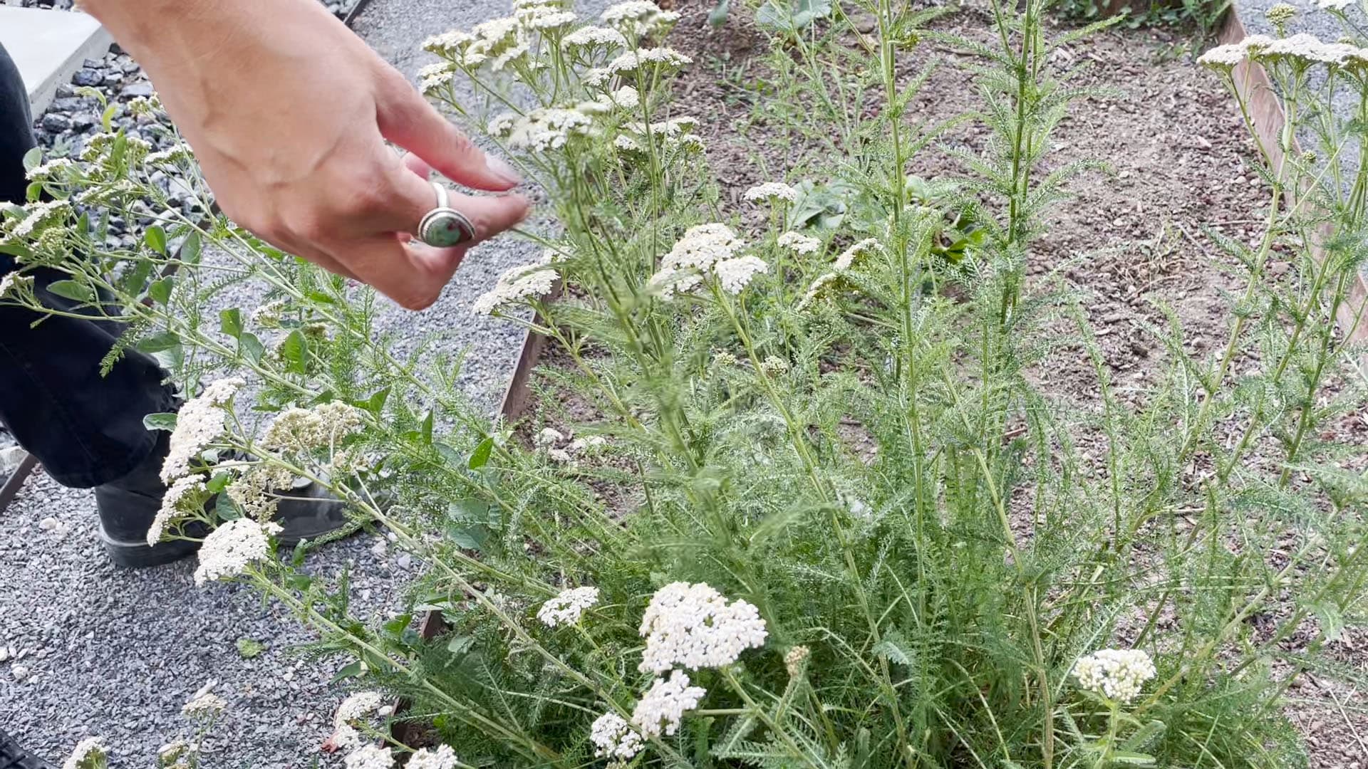 How To Transform Your Lawn Into a Water Wise Landscape inception-app-prod/ZjZiZmM3MTAtMGIxOS00NGY2LWJhOGYtOWM4NWZiNDRhOTcy/content/2023/07/01edc27343557316488fdf41cd8fc2d637d37874.jpg