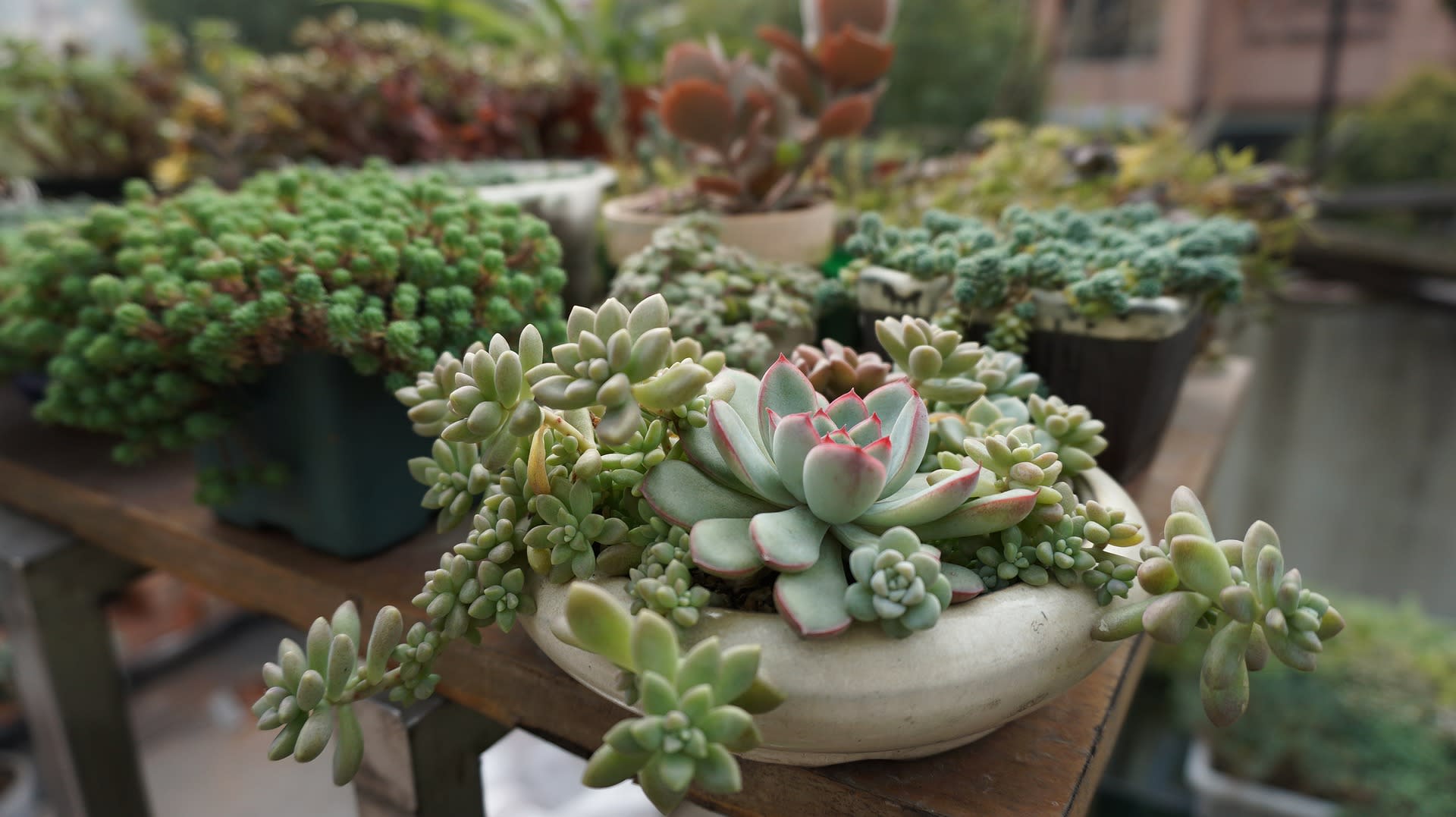 How to properly care for your succulents! inception-app-prod/ZjcwNzRmNjctYzM5ZS00OTc5LTk1NzItMTRmNmE4NzQ5ZDA1/content/2017/07/succulent-plants-2408910_1920.jpg