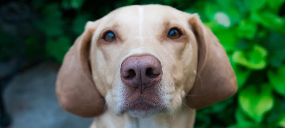 How to Protect Your Pet From Coyote Attacks inception-app-prod/ZjcwNzRmNjctYzM5ZS00OTc5LTk1NzItMTRmNmE4NzQ5ZDA1/content/2019/07/coyote-attacks-safety.jpg