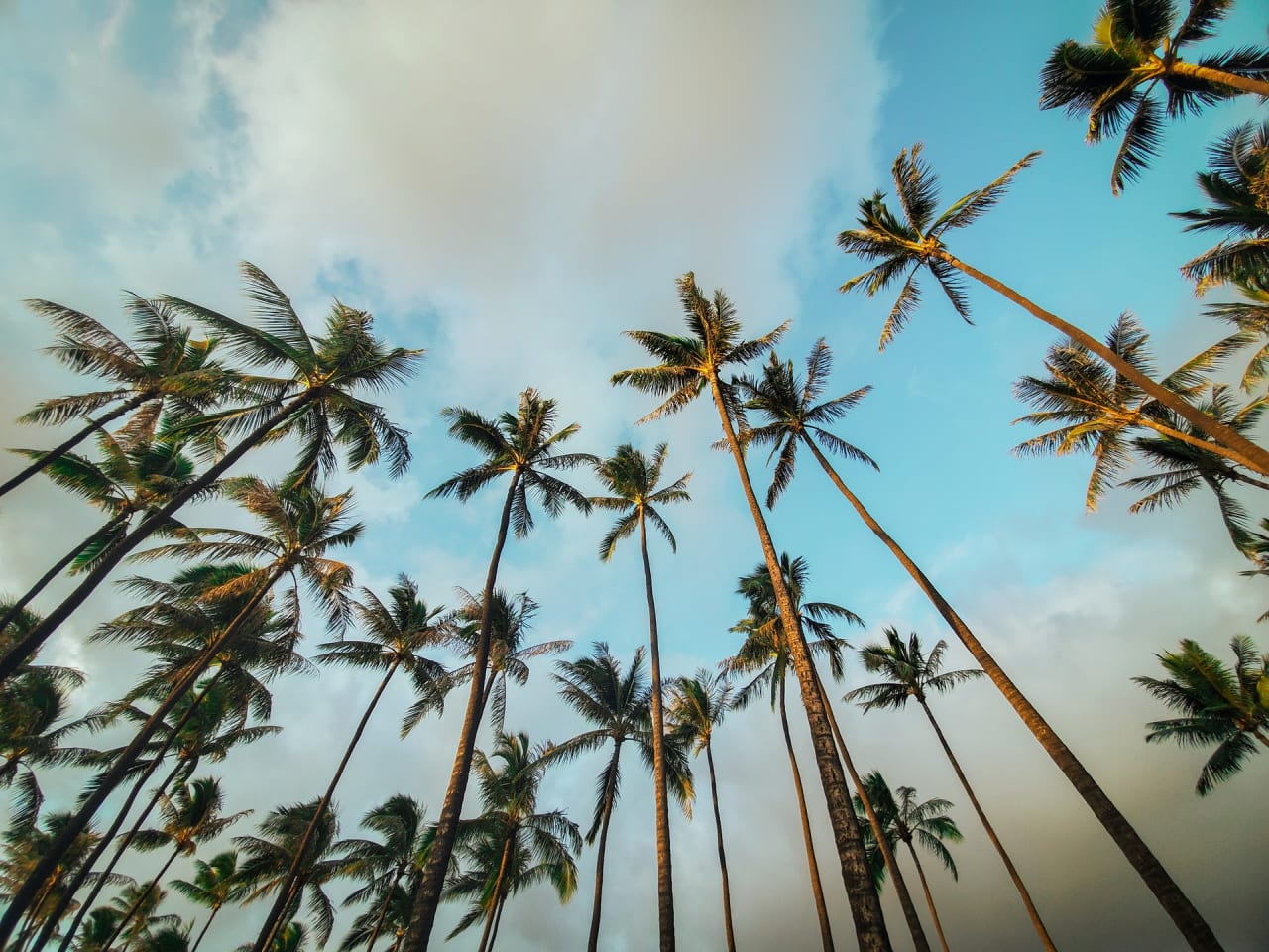 Honolulu - Luxury homes inception-app-prod/NTM1NjJhNmYtNjQ5Yy00ZGEzLWE4MWItZTIzOTAyZmZmMDU5/content/2021/09/little-plant-bo1pNP0uuOA-unsplash.jpg