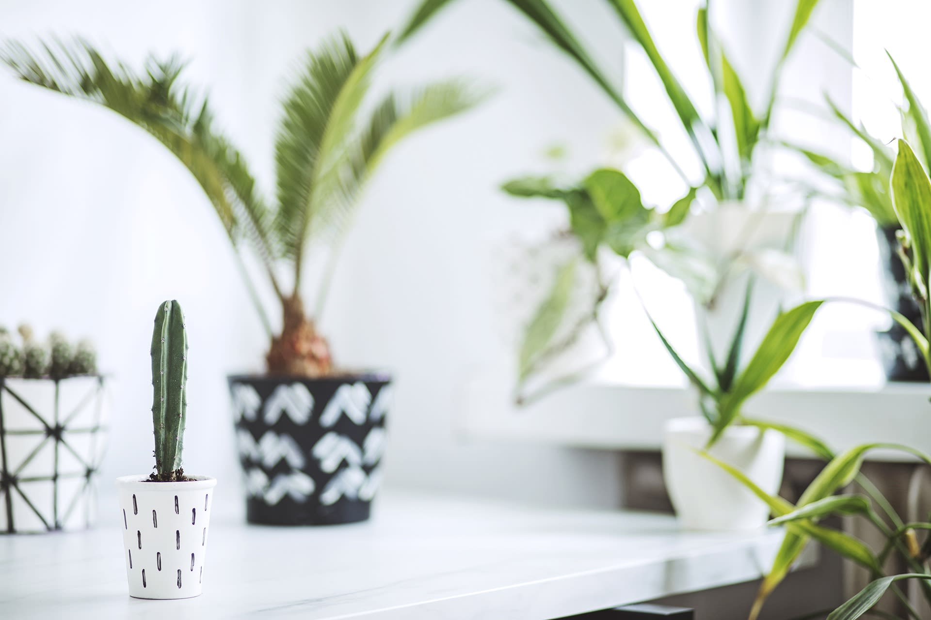 Low-Maintenance Indoor Plants +Why I Love Them inception-app-prod/MWNjMWZjZDYtMTFhOC00MjBlLTgwNWItZjIyZDhmMDc1NGYz/content/2020/10/indoor-plants-and-home-decor.jpg