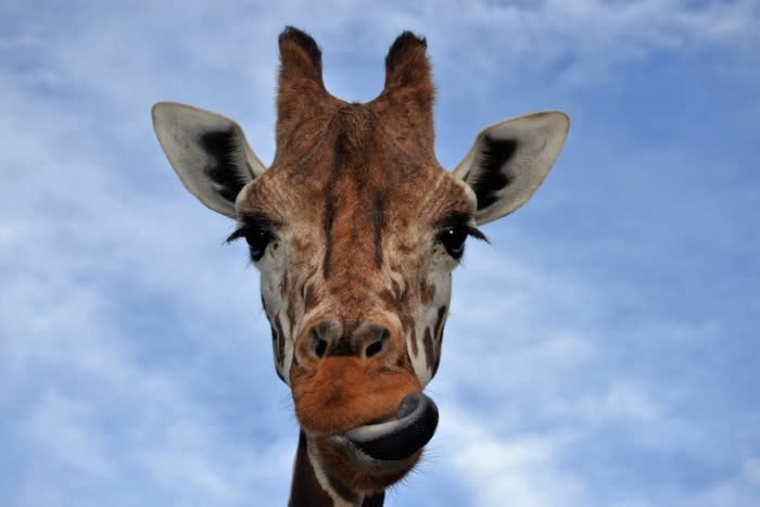 A day at Lazy 5 Ranch inception-app-prod/NWRiMjc3ZTktNjFmZC00ZTM4LThiNTUtMTVkMjYyOTc0NzU0/content/2020/08/lazy-5-giraffe-2.jpg