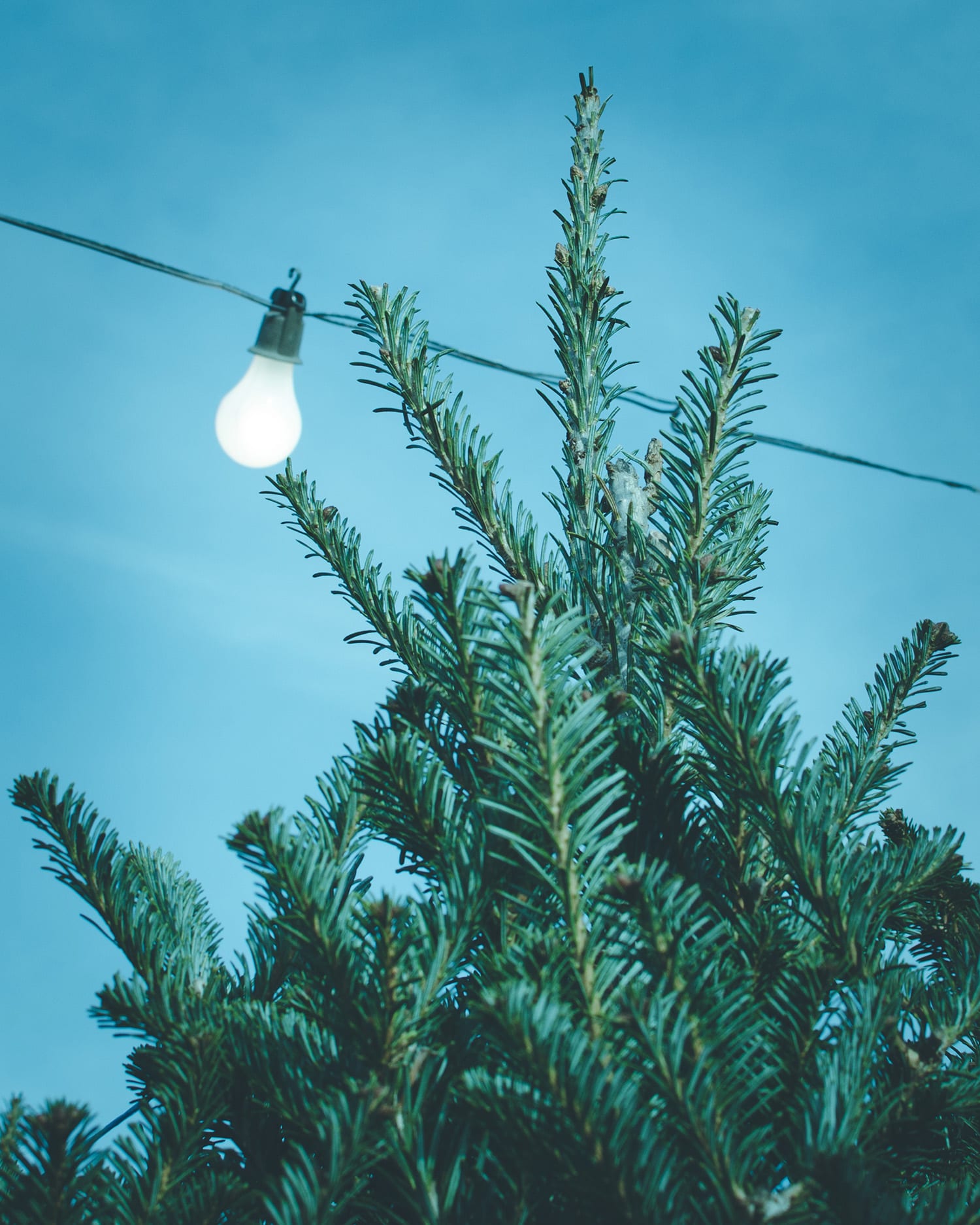 Christmas Tree Lots In Waxhaw Nc And South Charlotte Nc