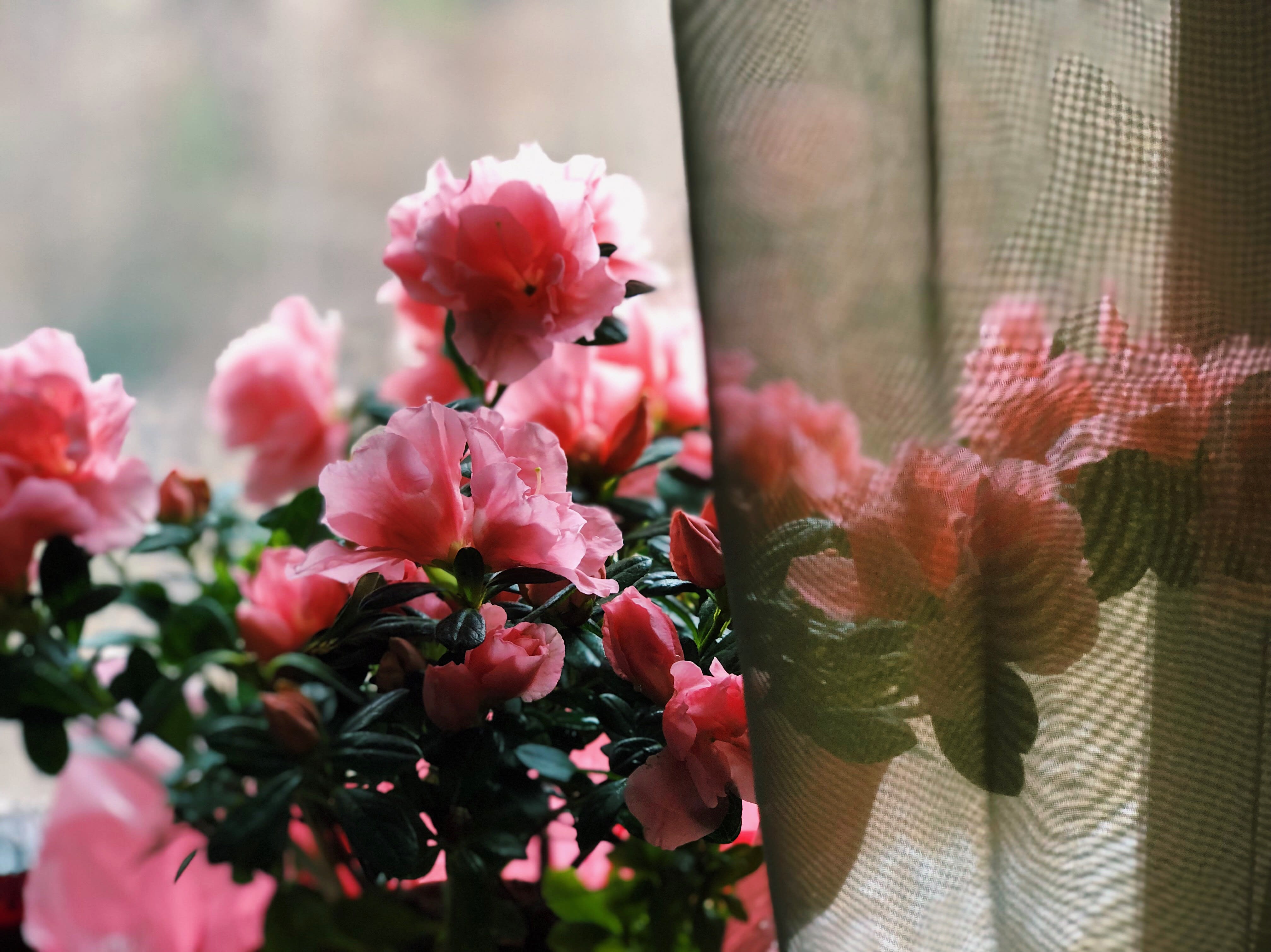 Flowers Bakery Nc Best Flower Site