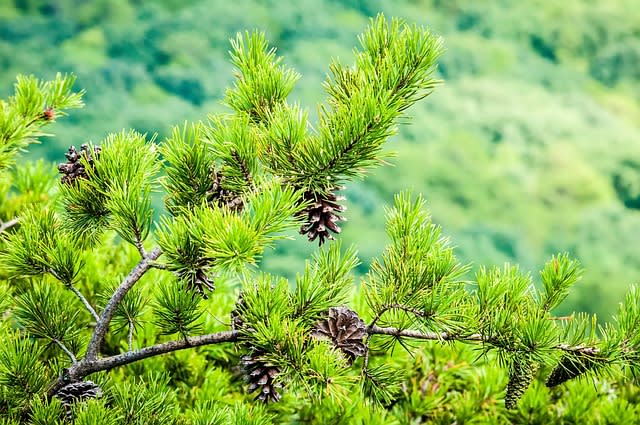 Whispering Pines